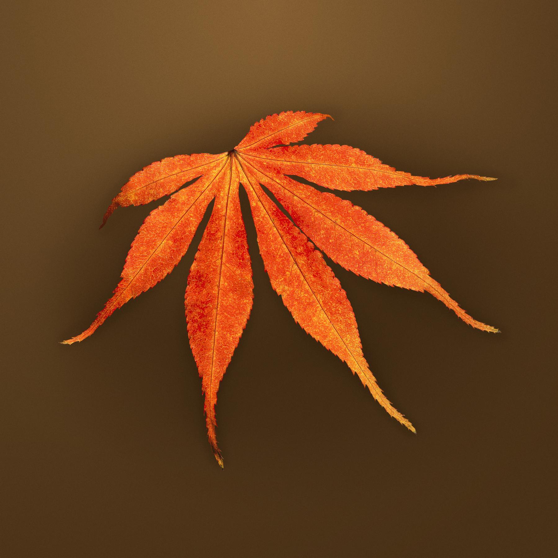 Image from AUTUMN LEAVES -   