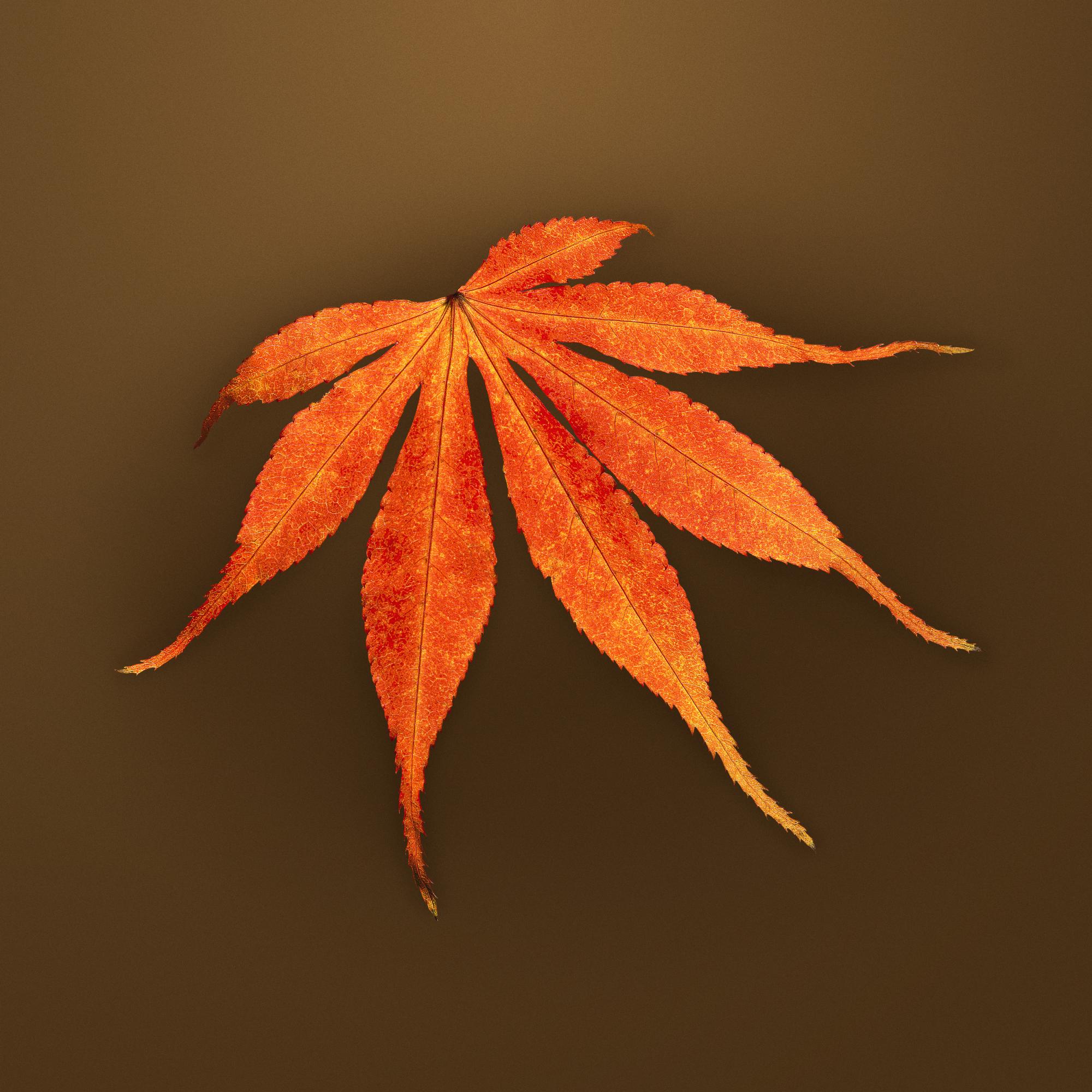 AUTUMN LEAVES