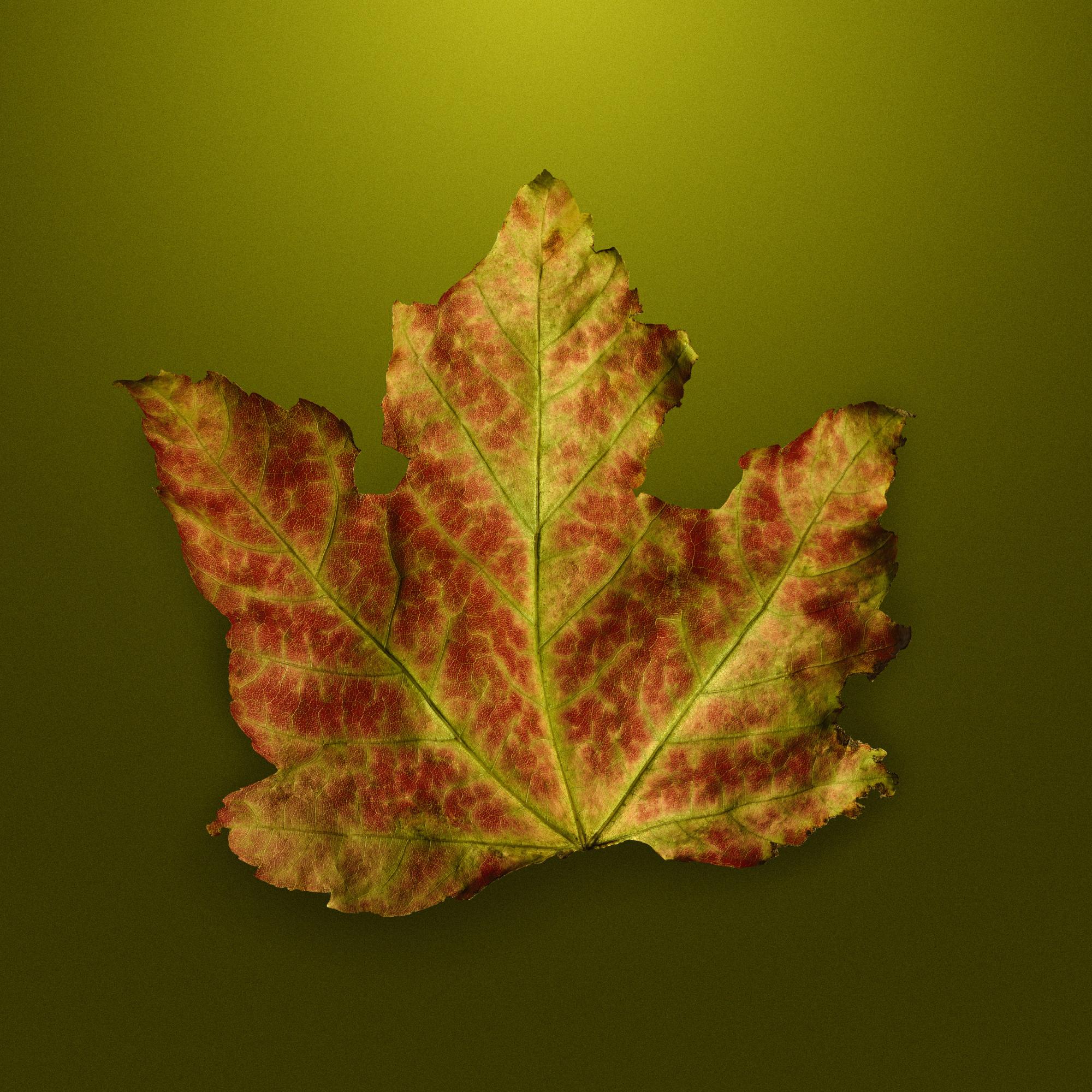 AUTUMN LEAVES