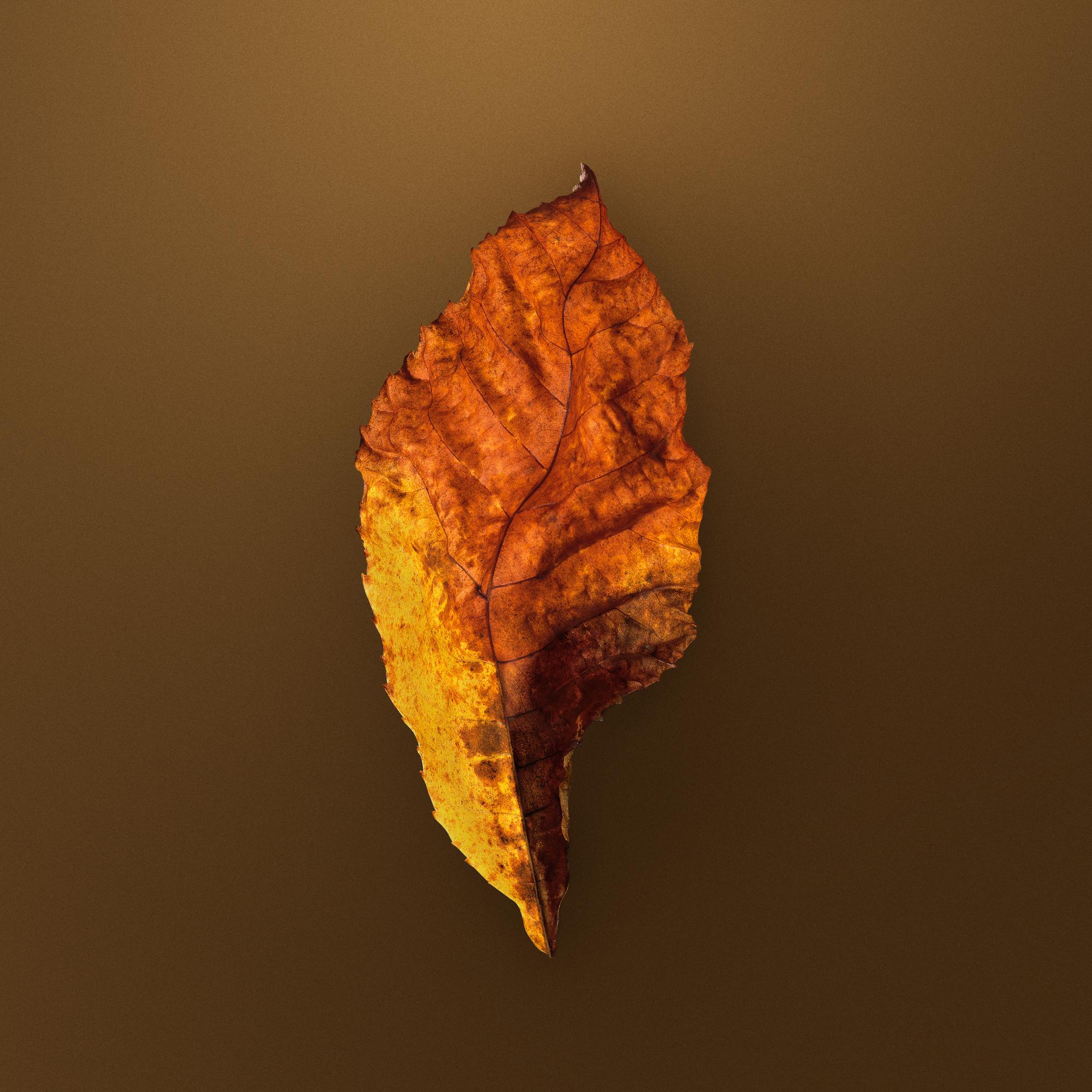 AUTUMN LEAVES