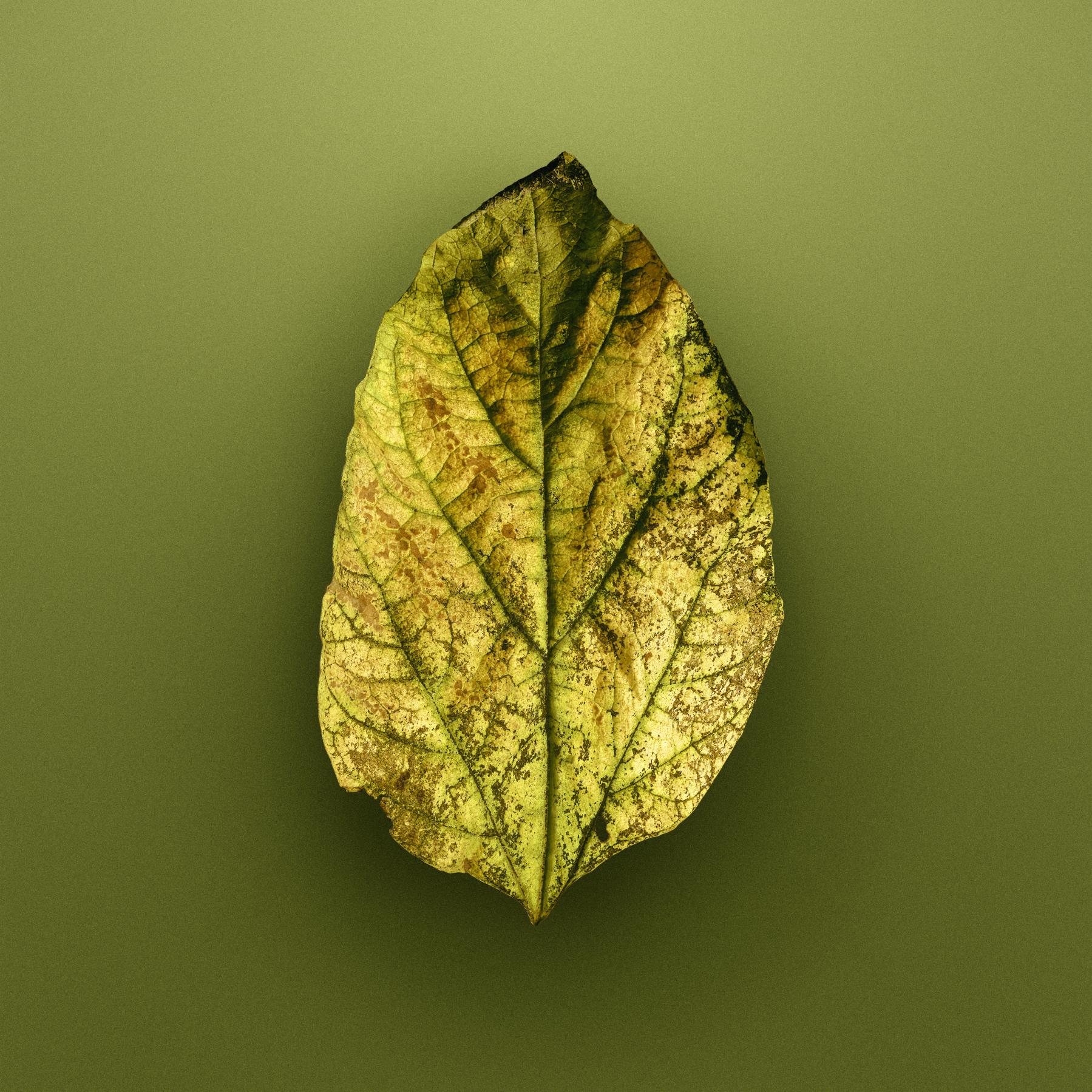 Image from AUTUMN LEAVES -   
