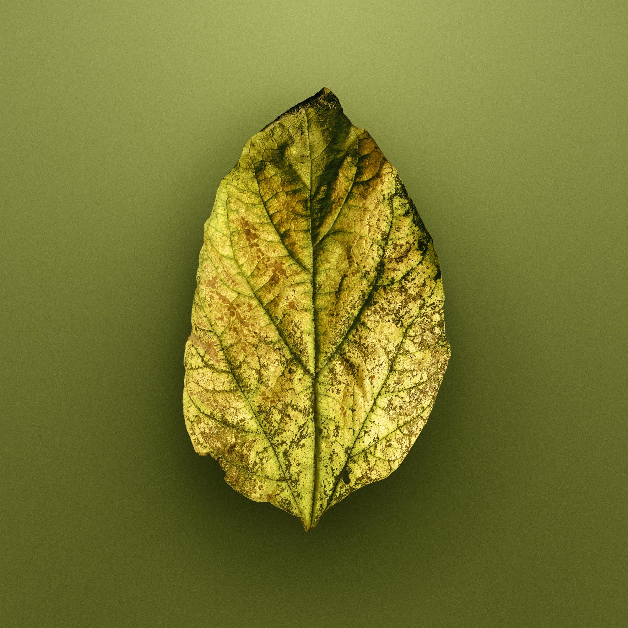 AUTUMN LEAVES