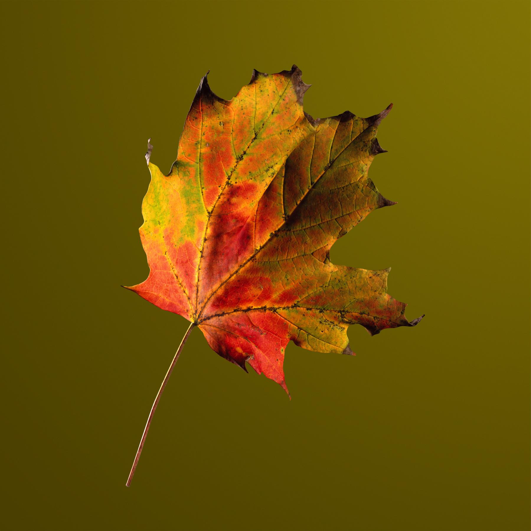 Image from AUTUMN LEAVES -   