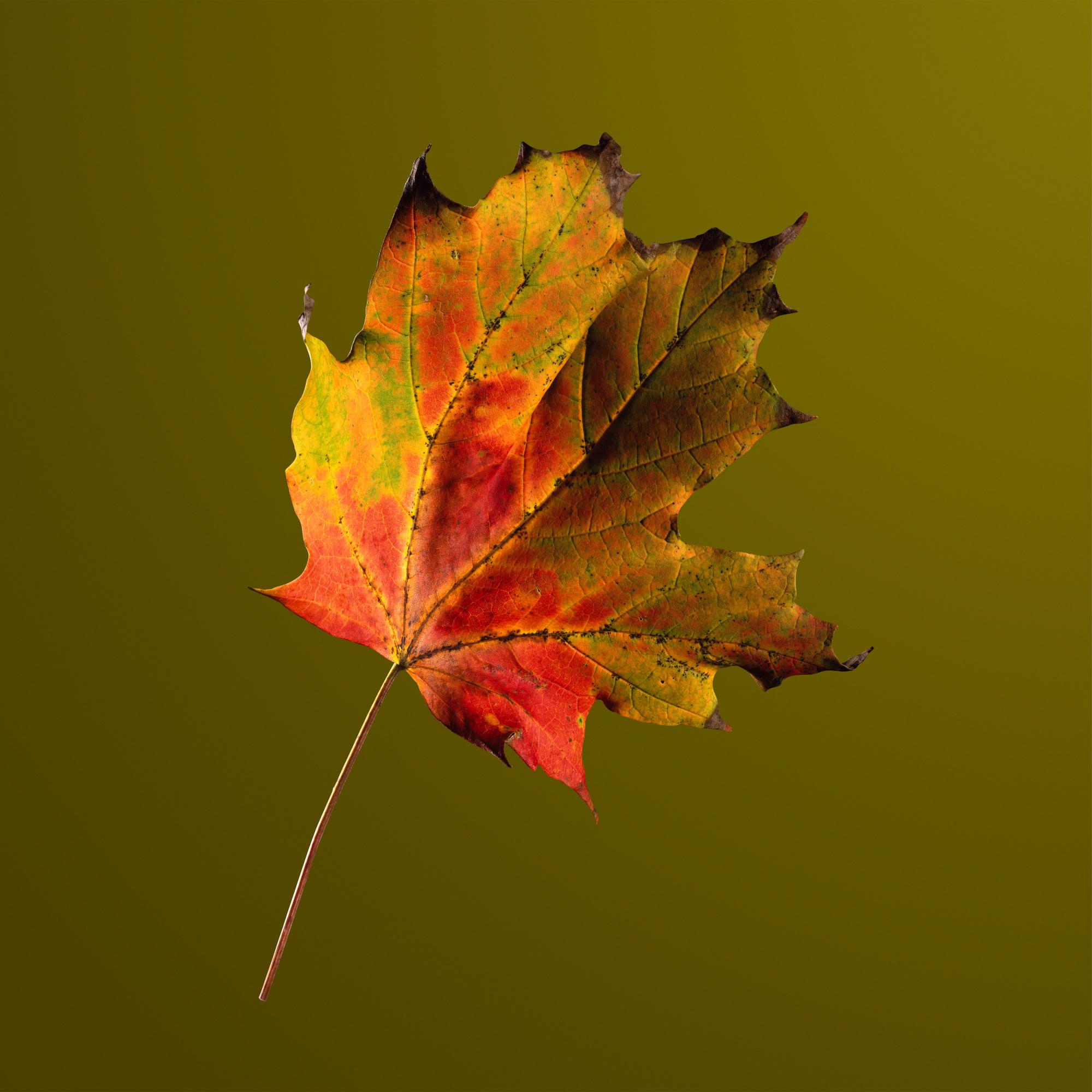 AUTUMN LEAVES
