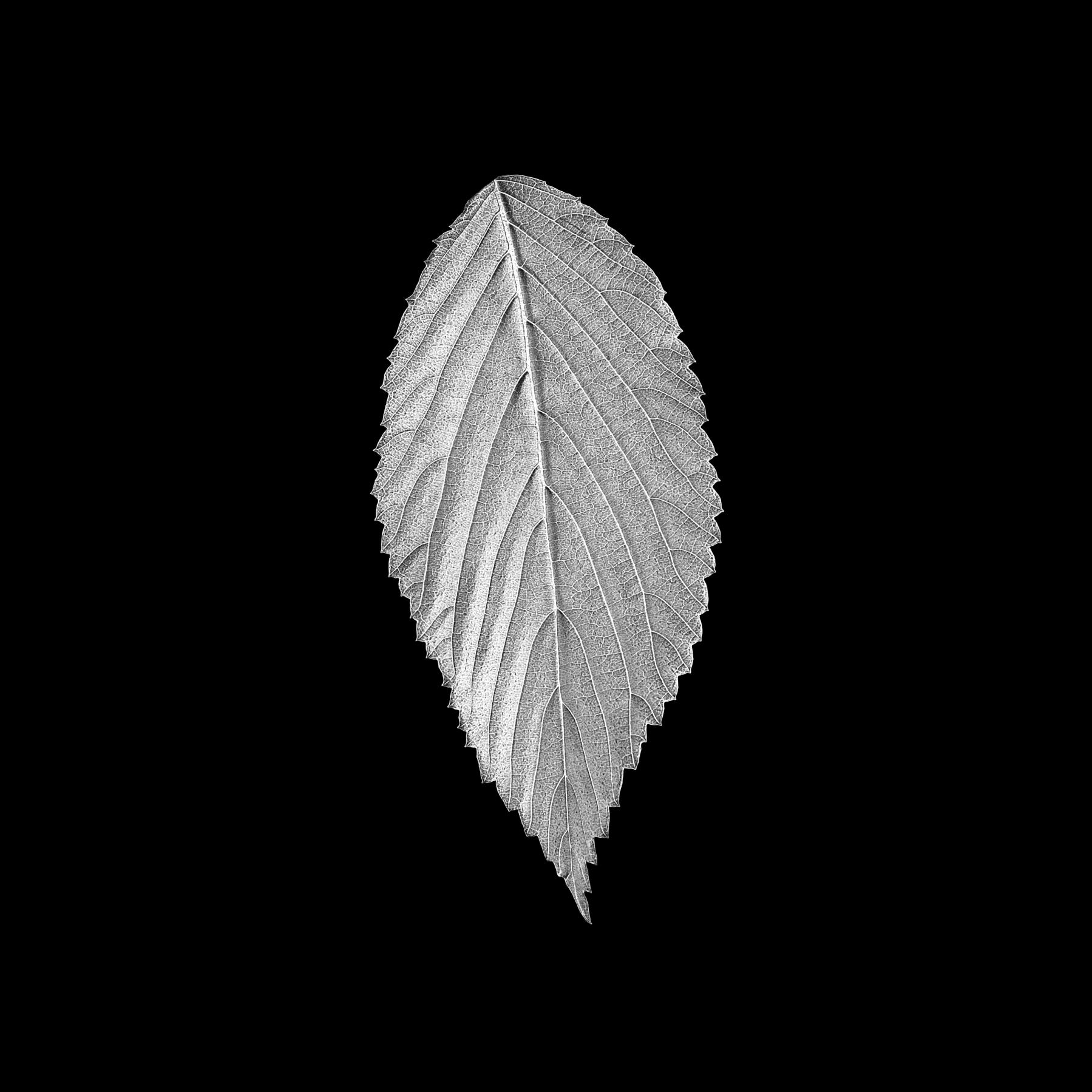 Image from B&W LEAVES -   