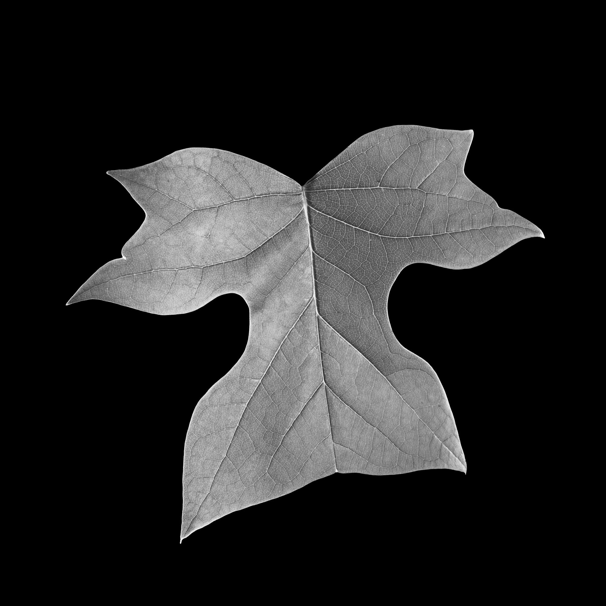 B&W LEAVES