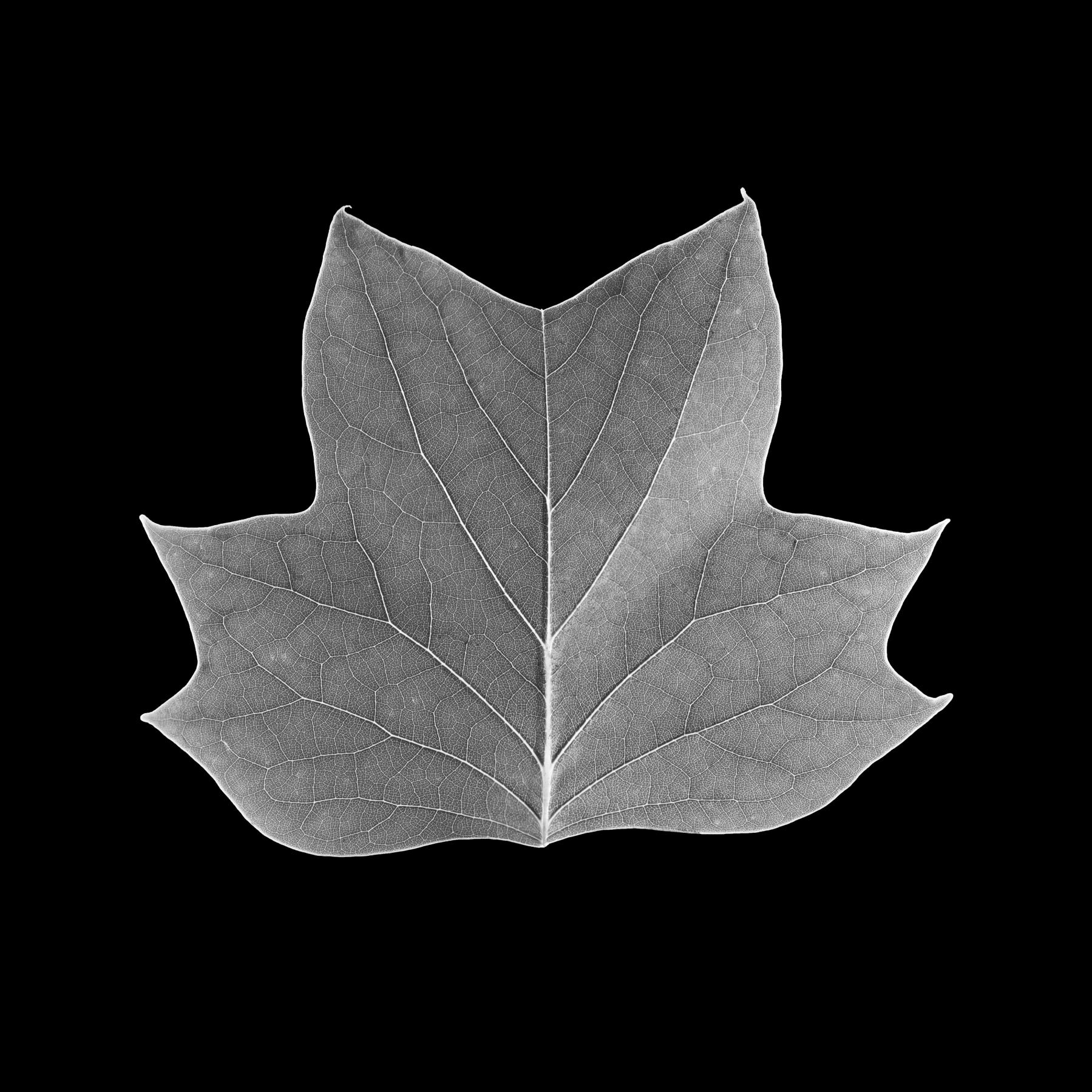 Image from B&W LEAVES -   