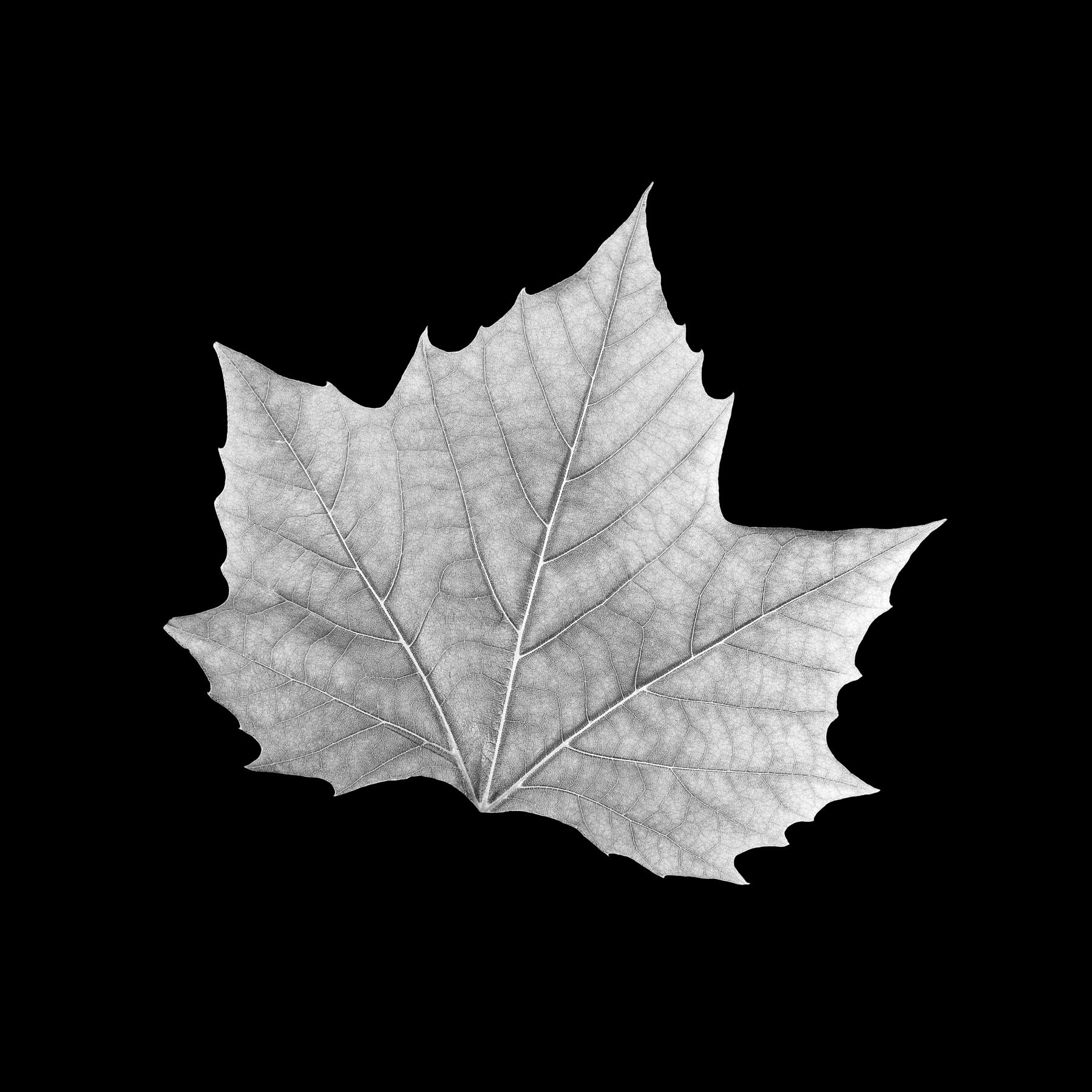 Image from B&W LEAVES -   