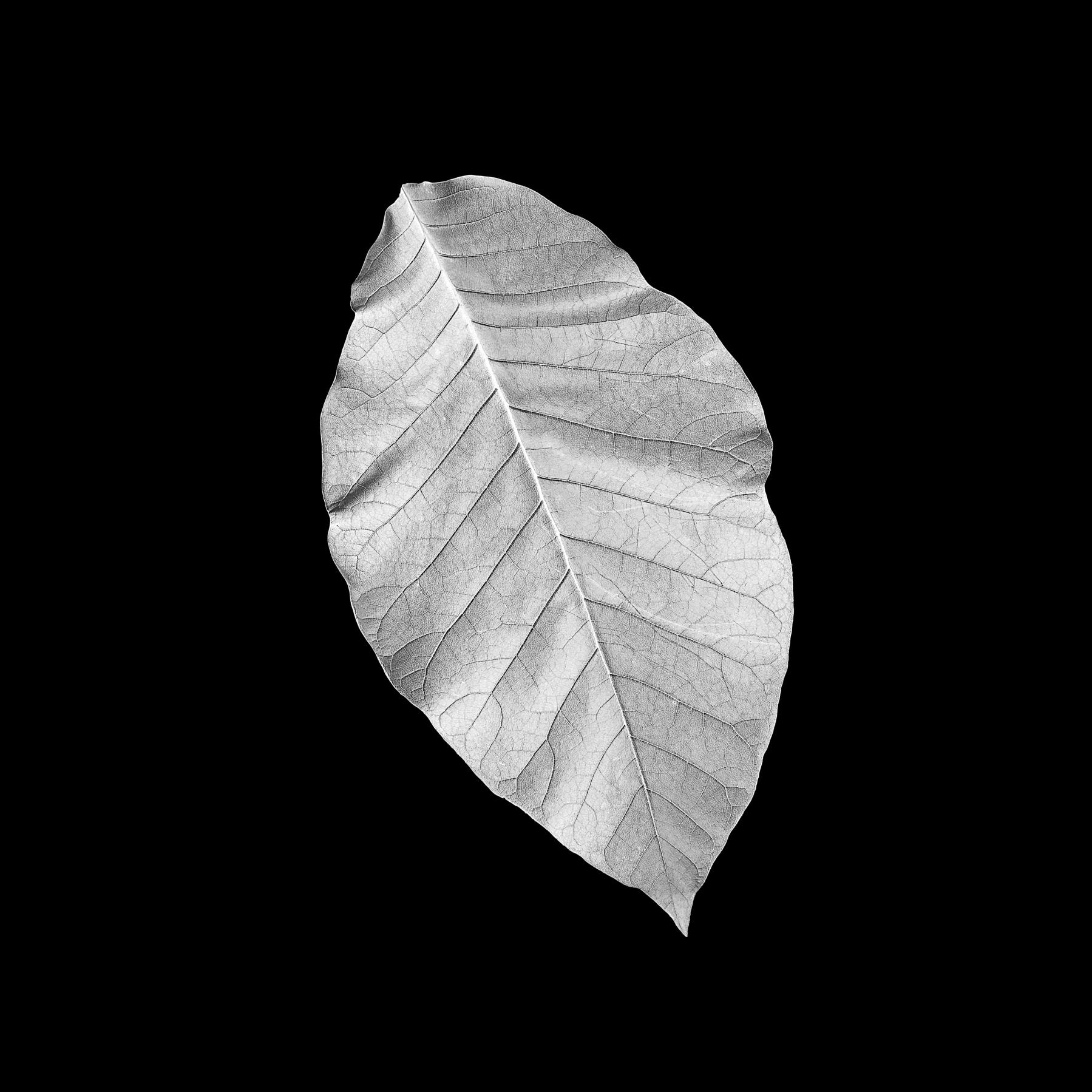 Image from B&W LEAVES -   