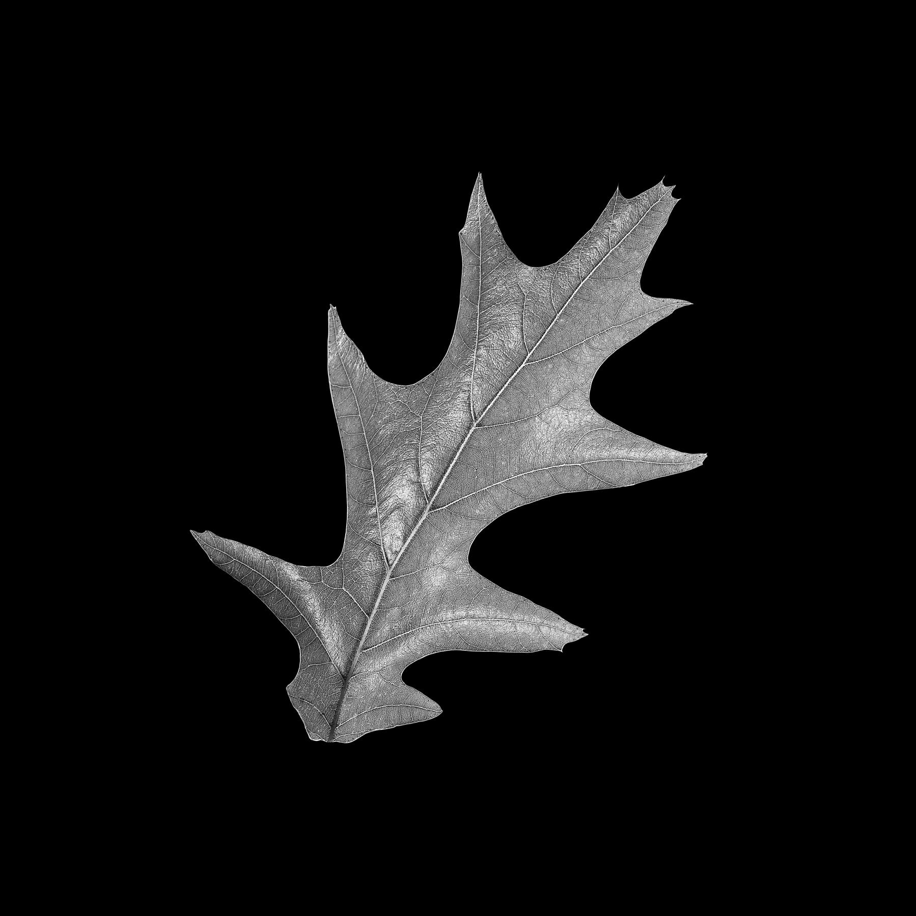 Image from B&W LEAVES -   