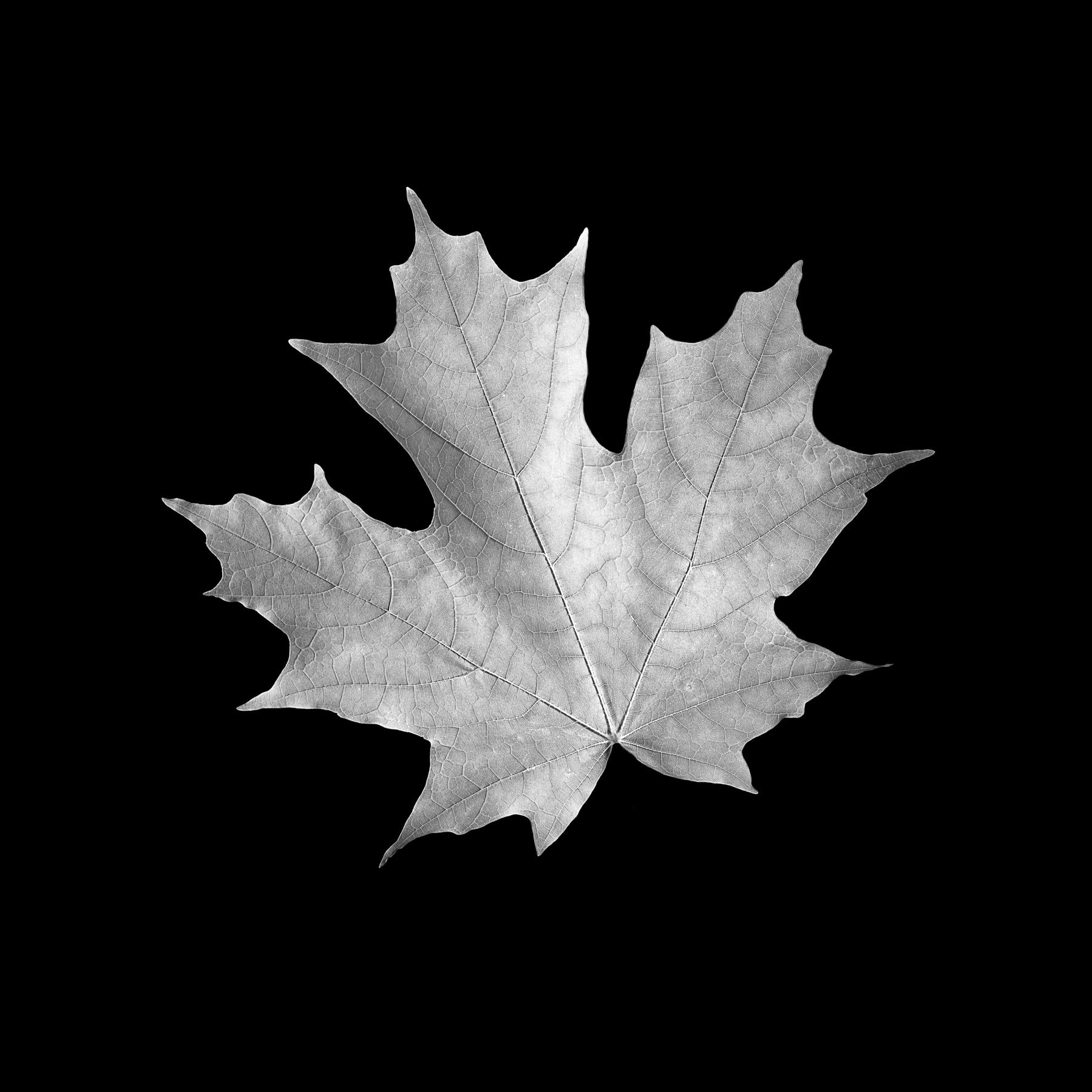 Image from B&W LEAVES -   