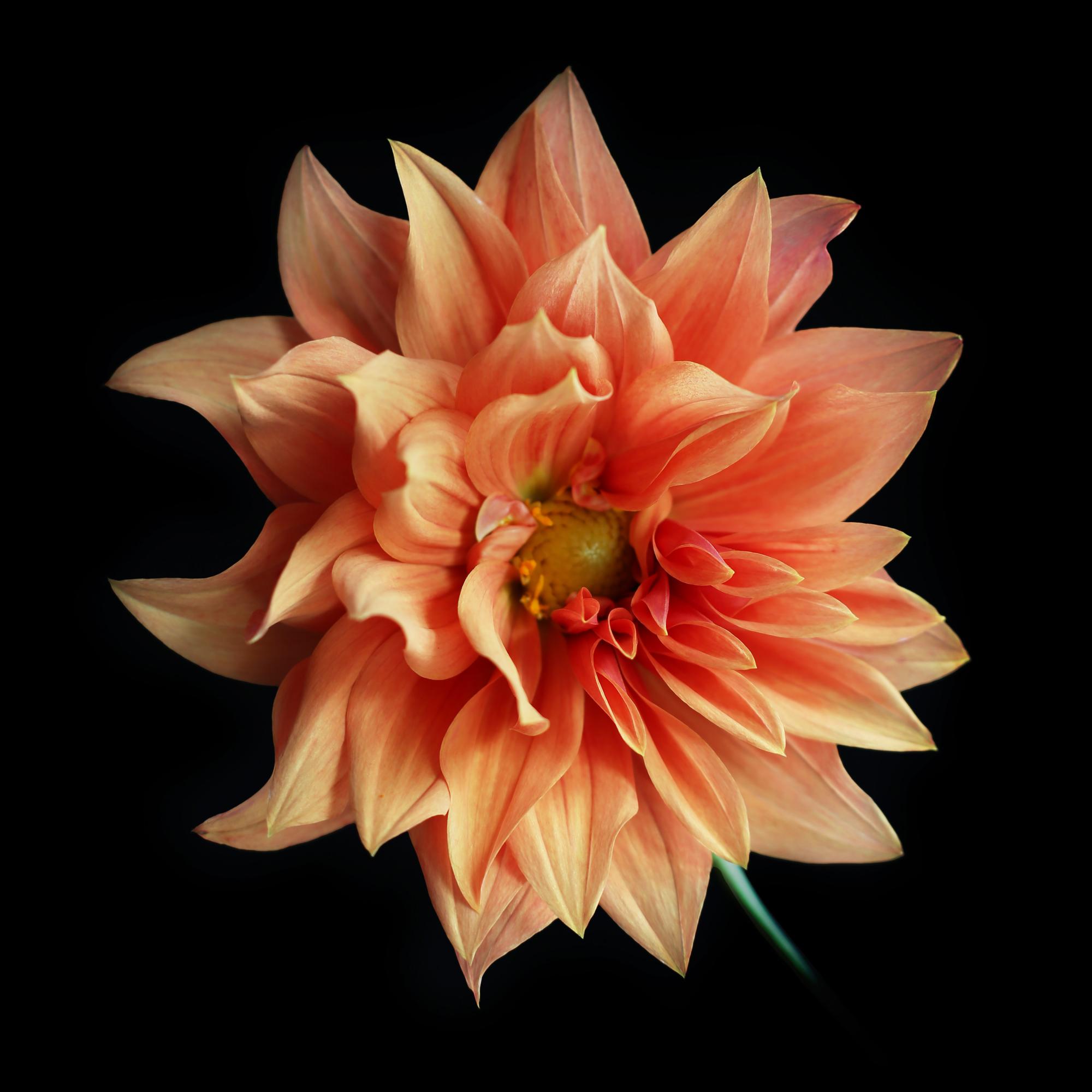 FLOWERS ONE