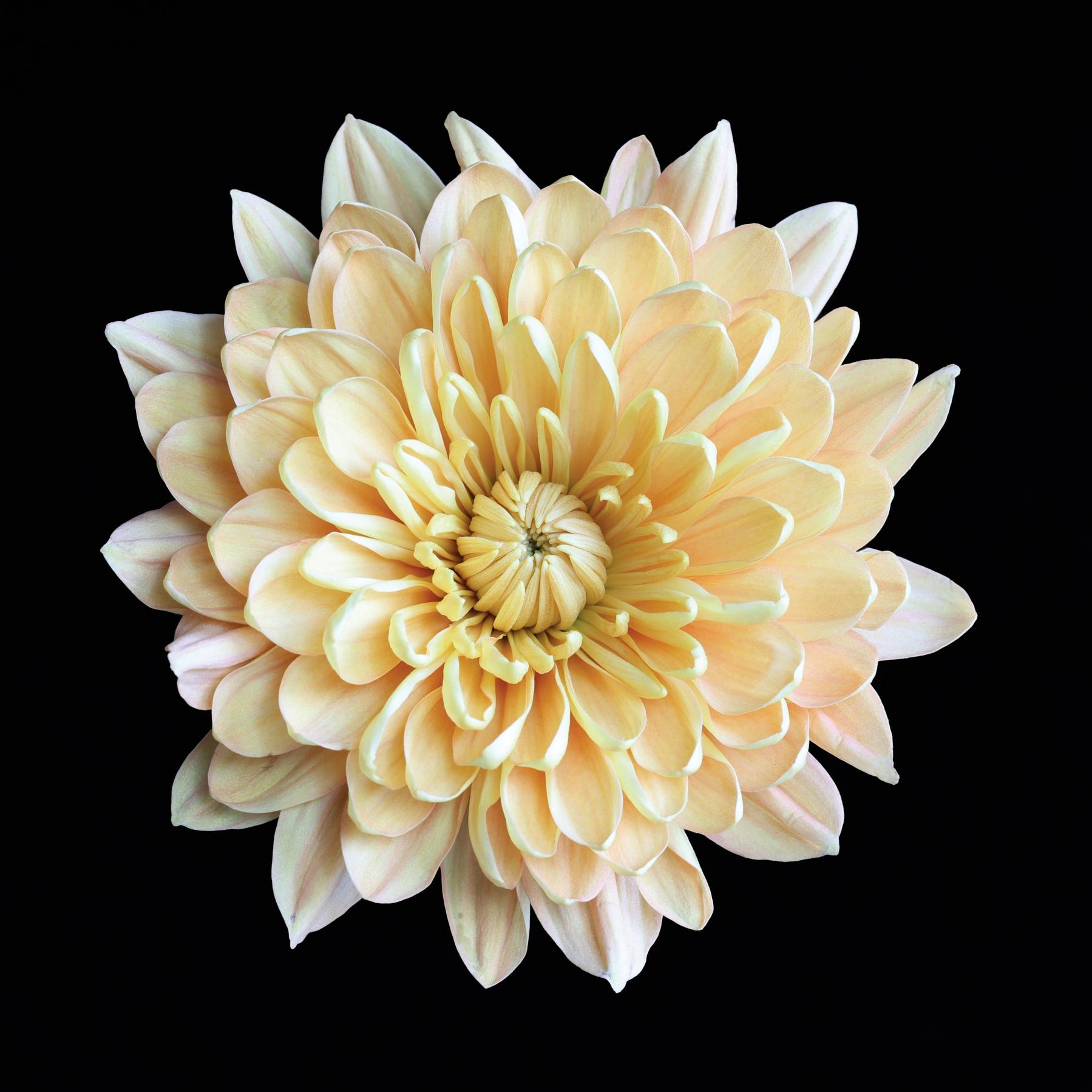 Image from FLOWERS ONE -   
