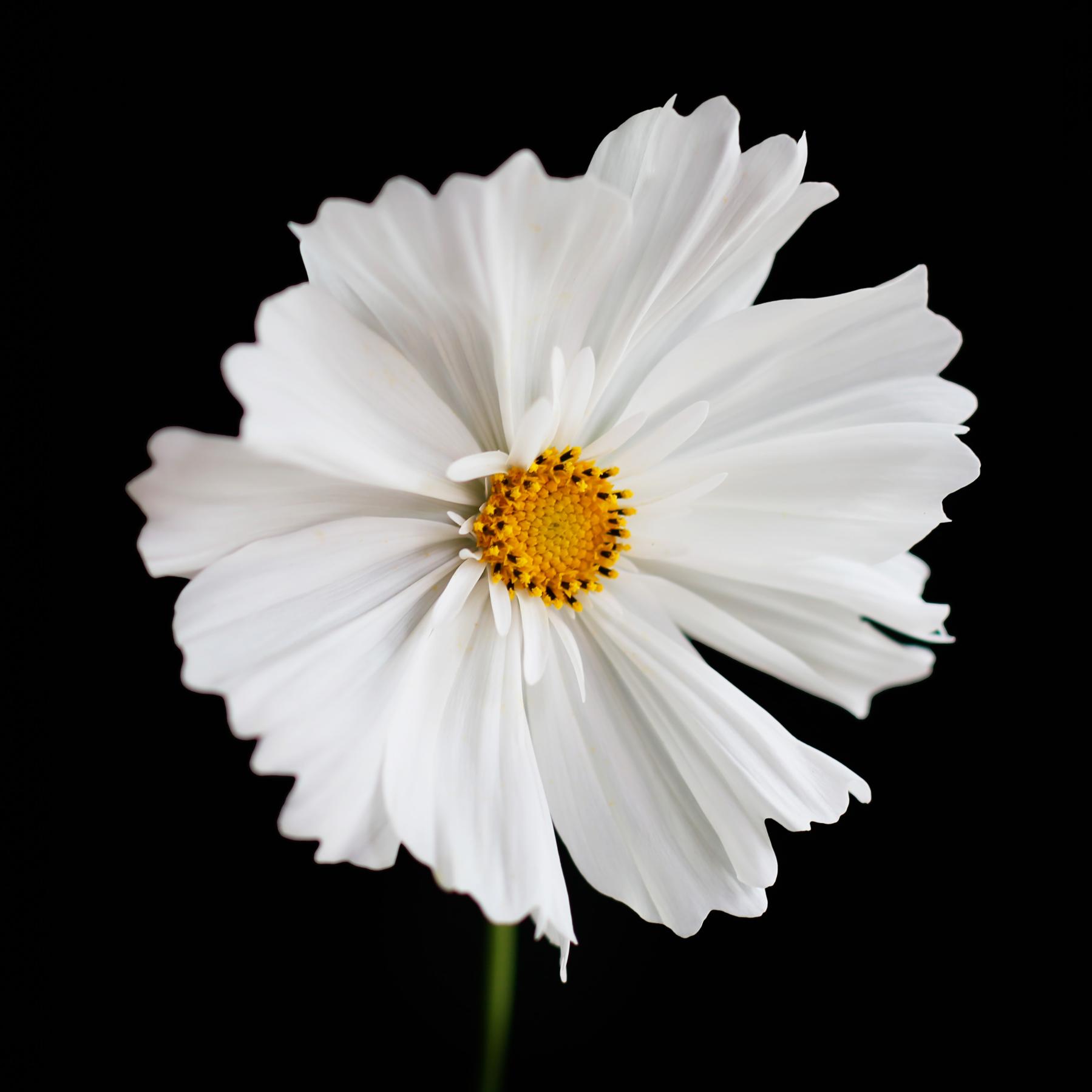 Image from FLOWERS ONE -   