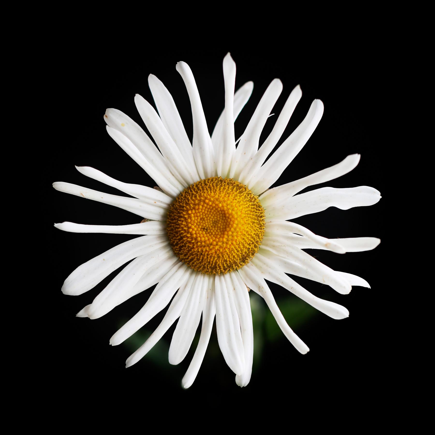 Image from FLOWERS ONE -   