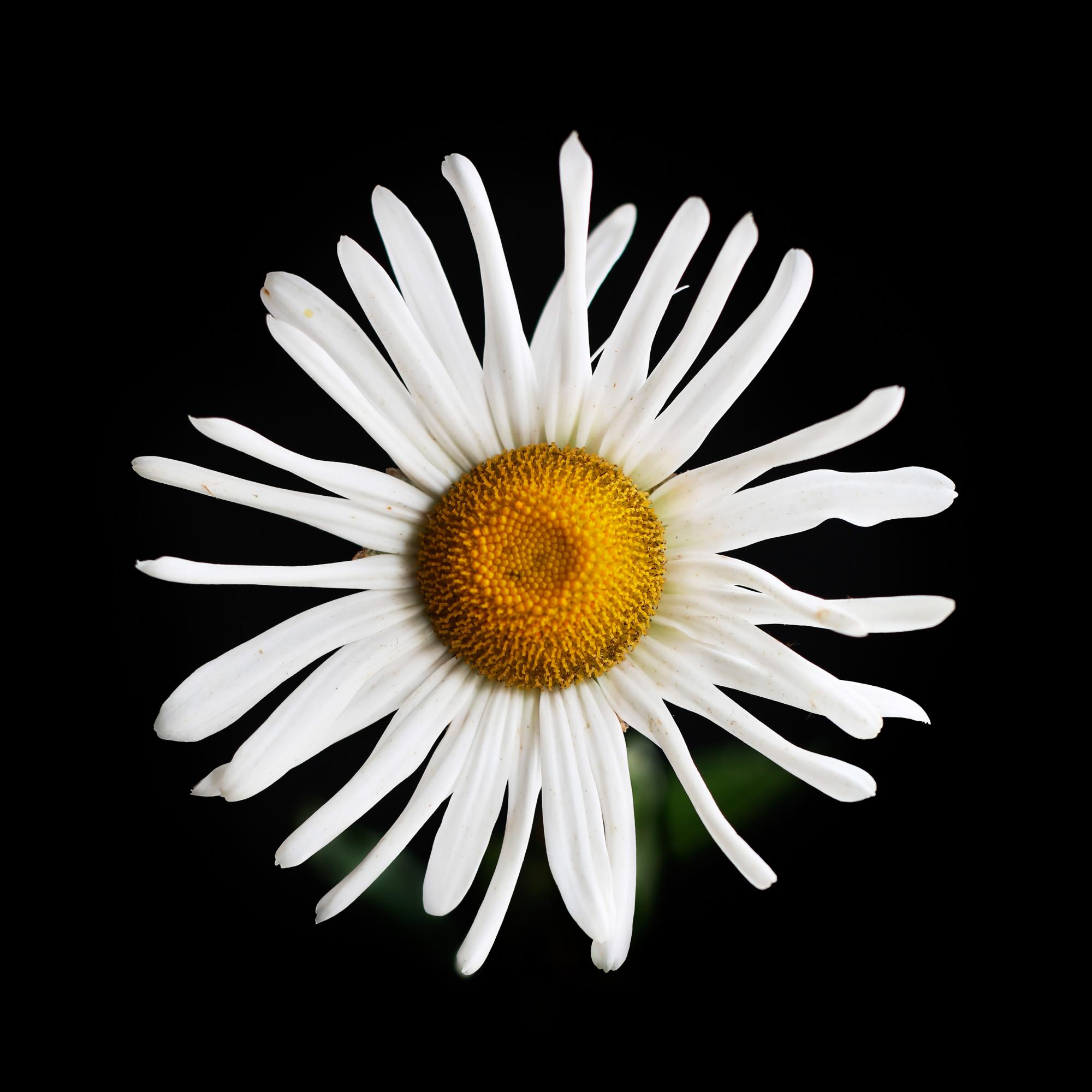 FLOWERS ONE