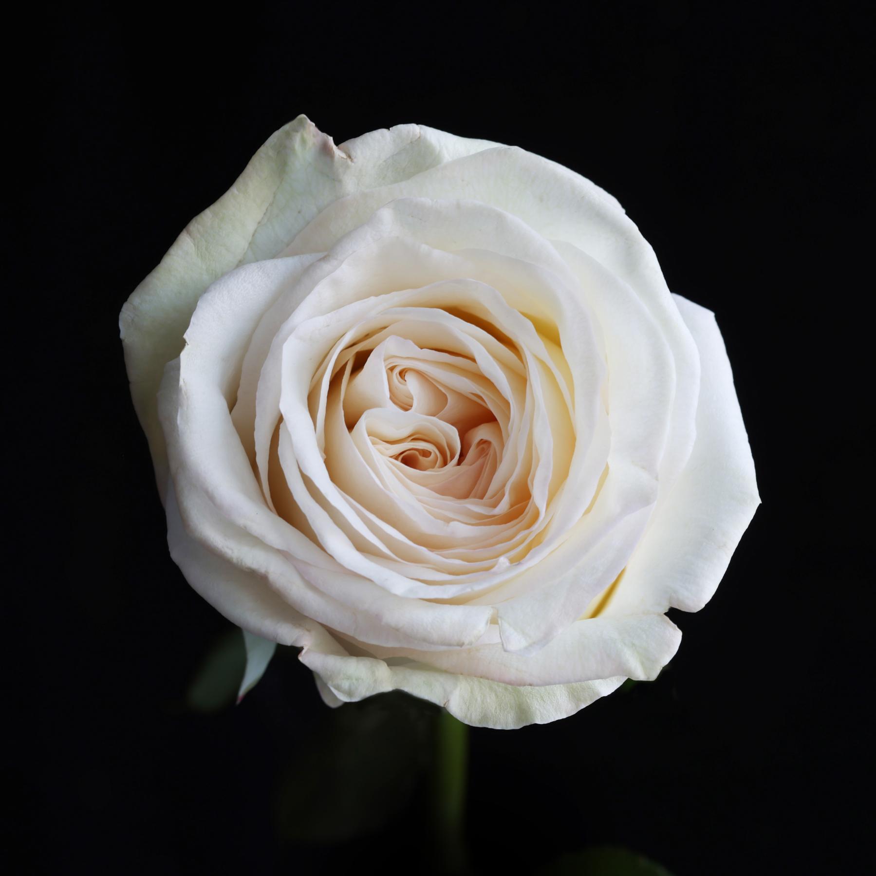 Image from FLOWERS ONE -   