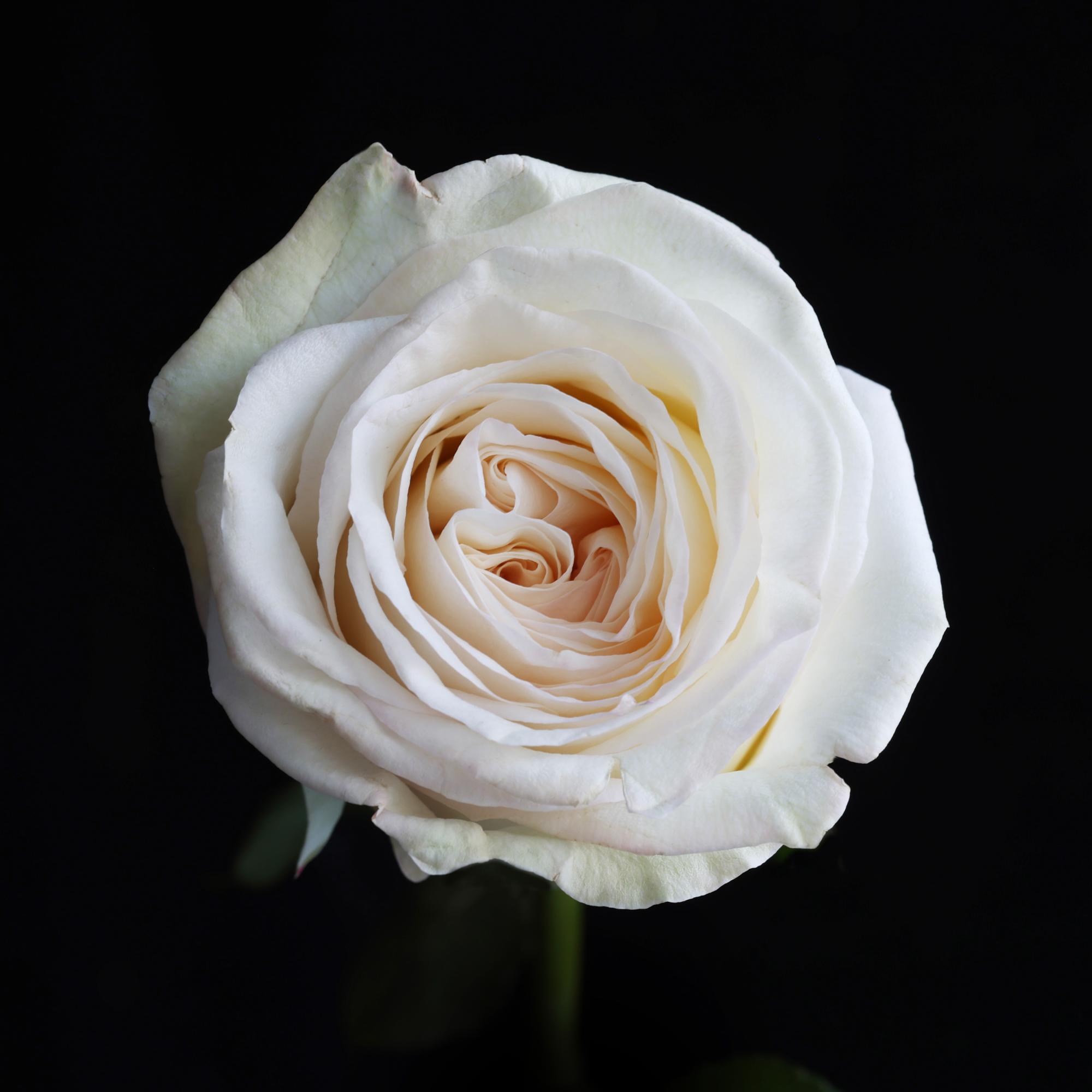 FLOWERS ONE