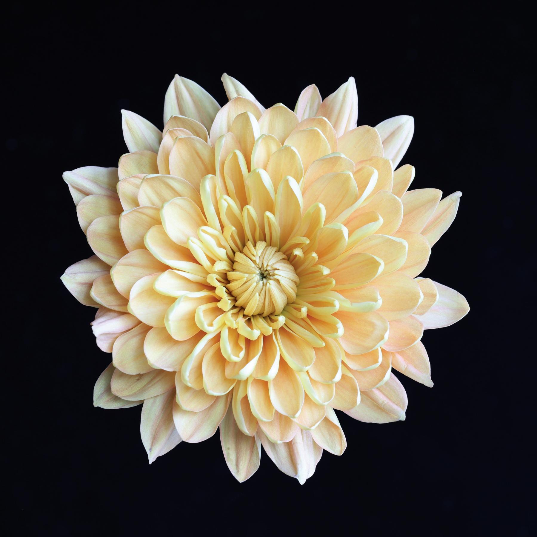 Image from FLOWERS ONE -   