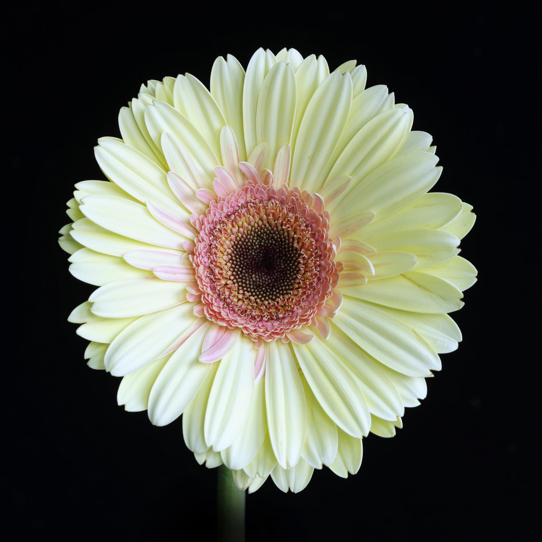 Image from FLOWERS ONE -   