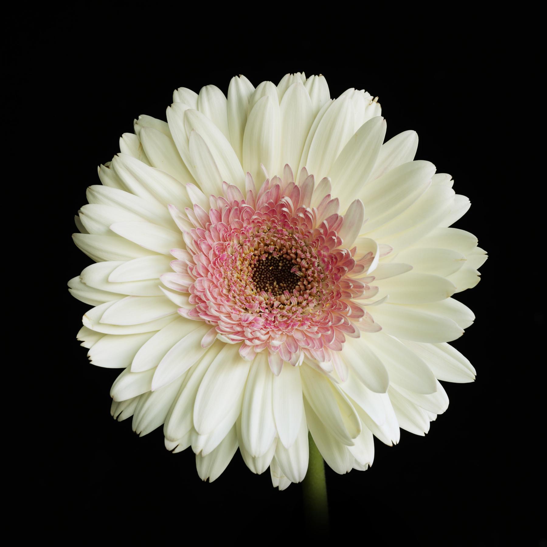 Image from FLOWERS ONE -   