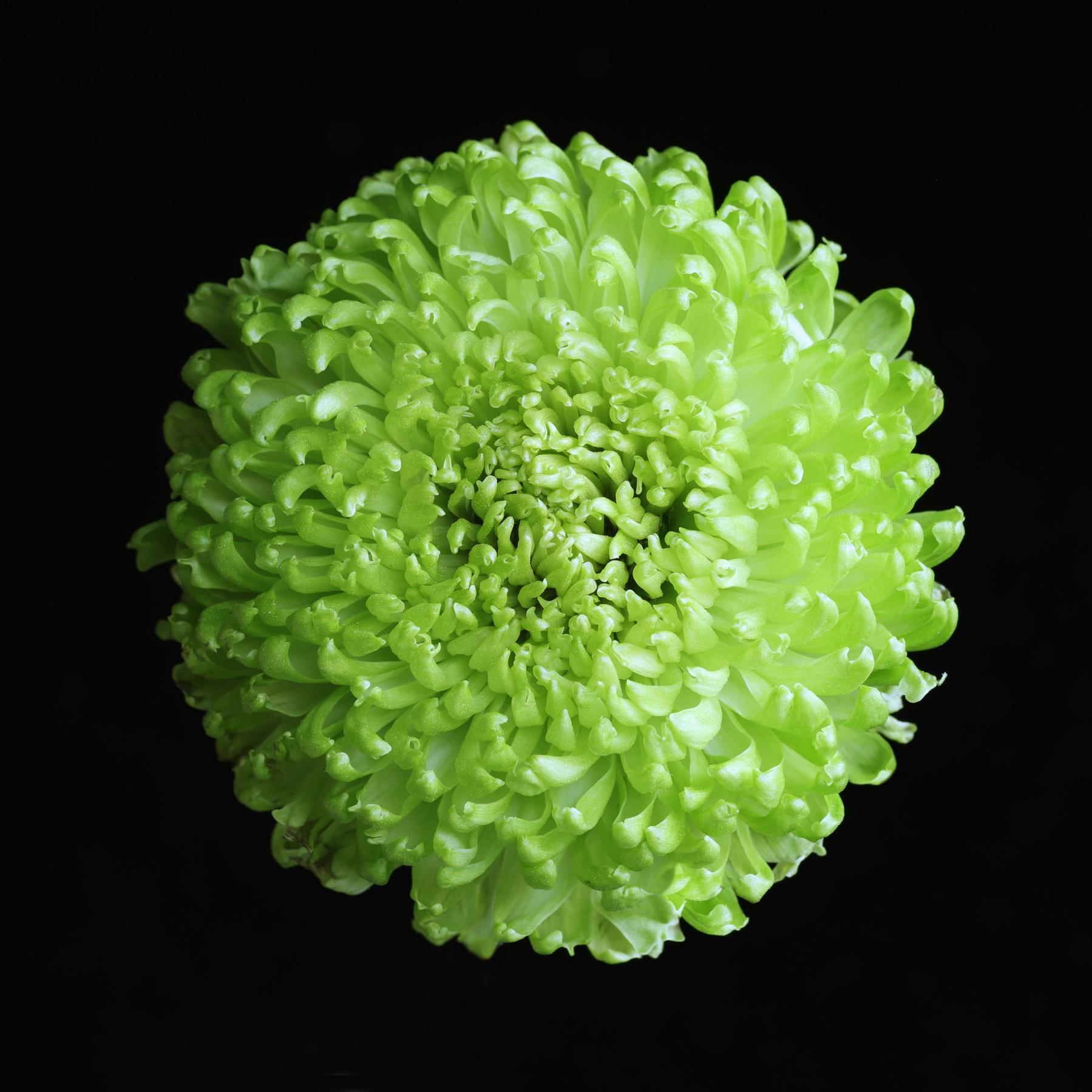 Image from FLOWERS ONE -   