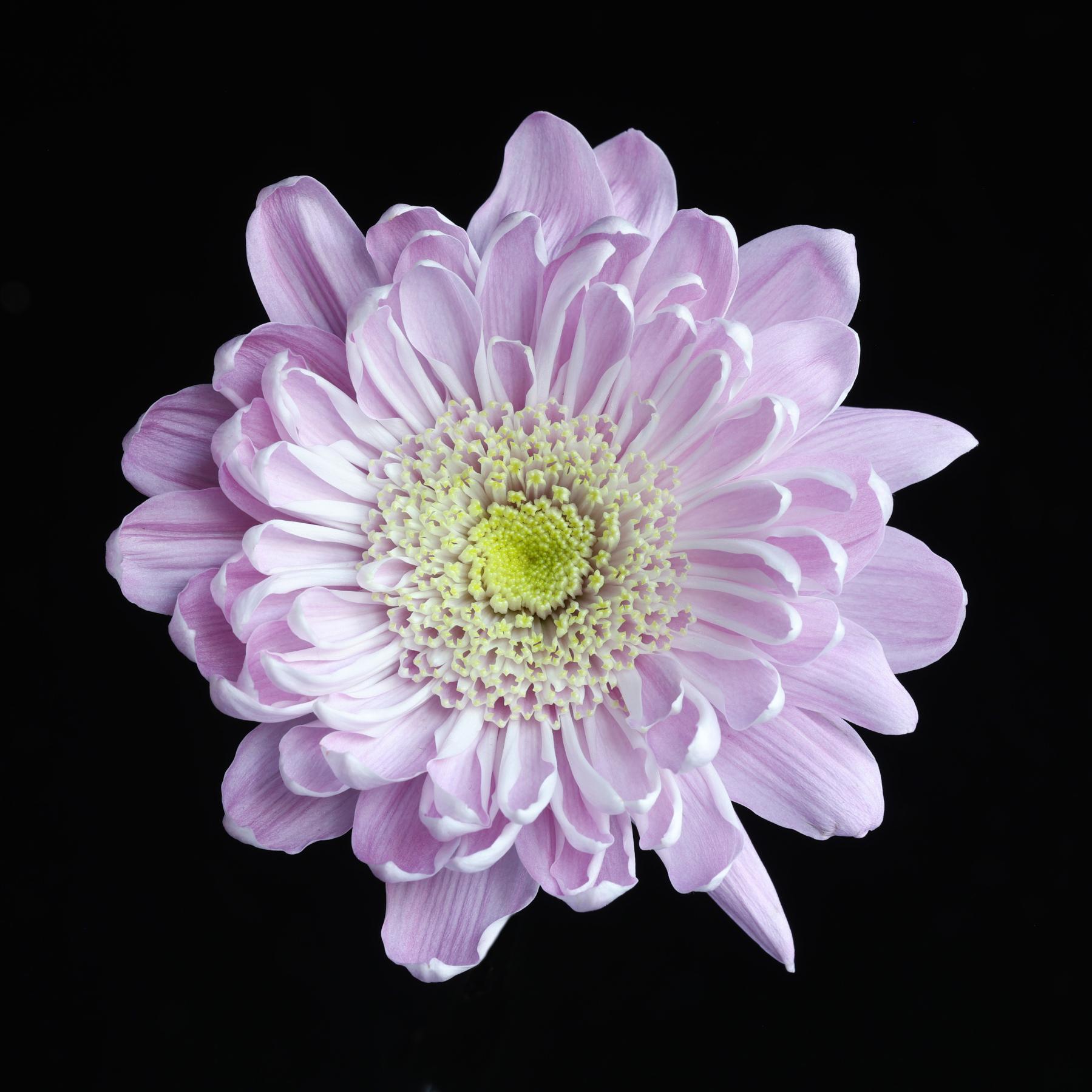 Image from FLOWERS ONE -   