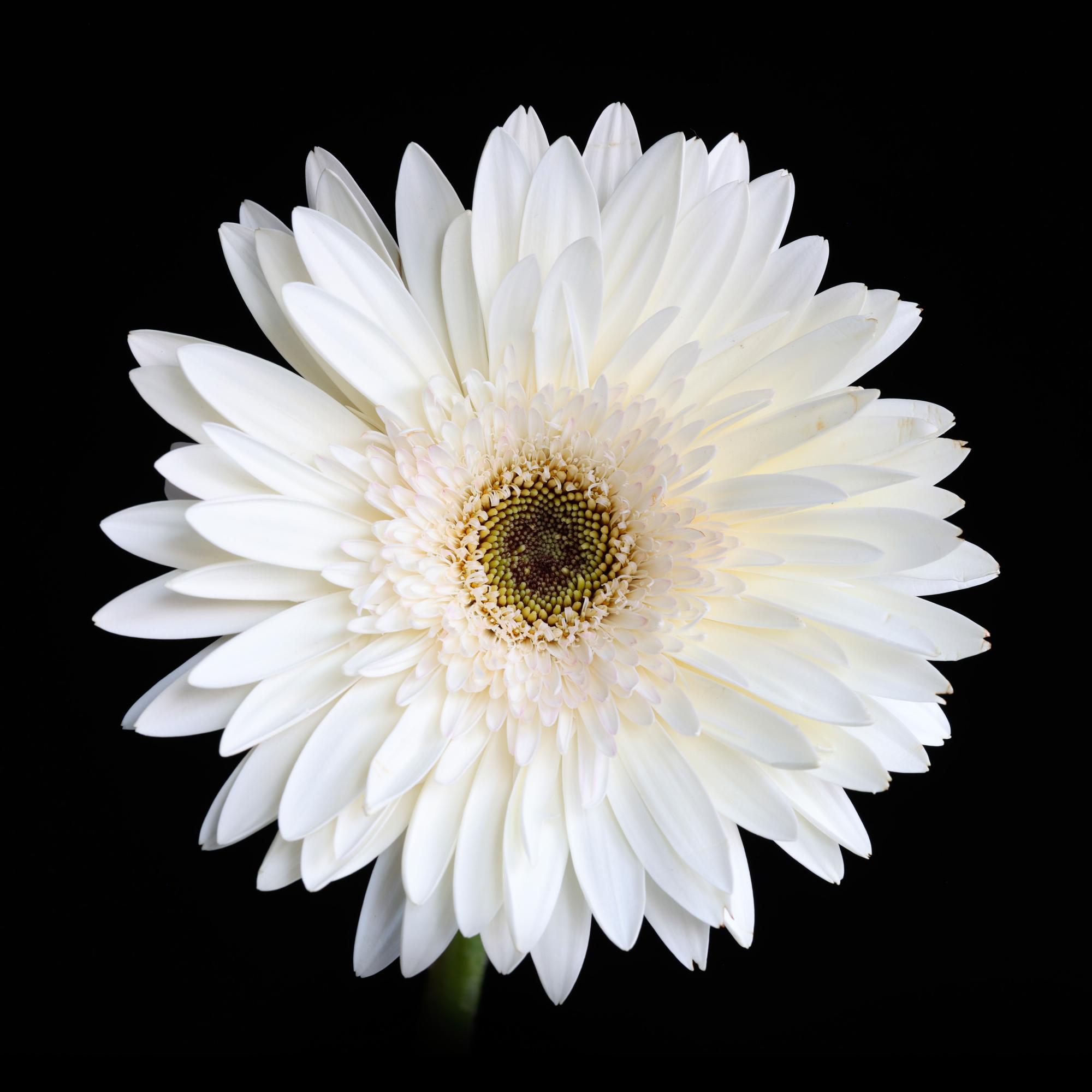 FLOWERS ONE
