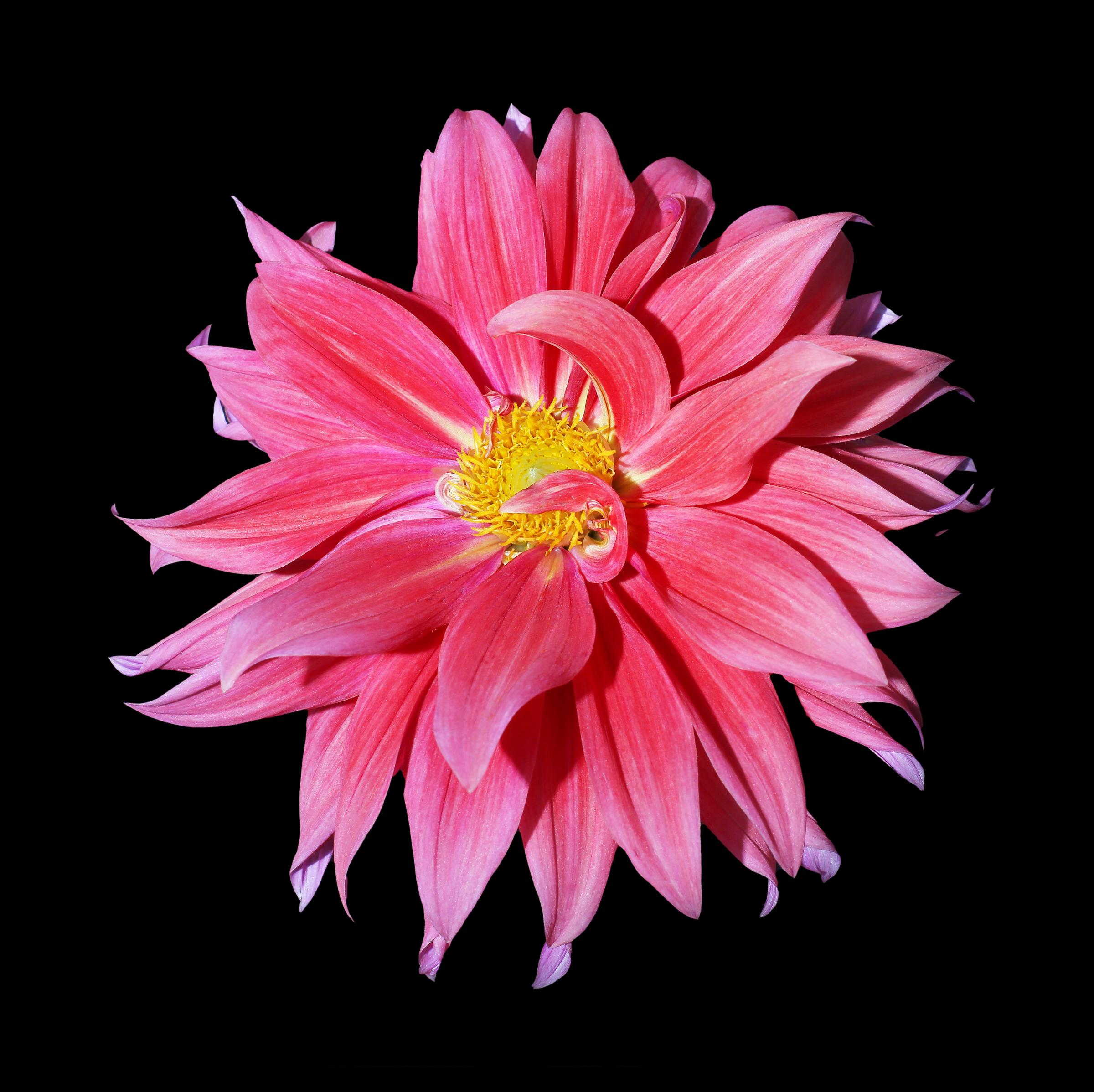 FLOWERS ONE