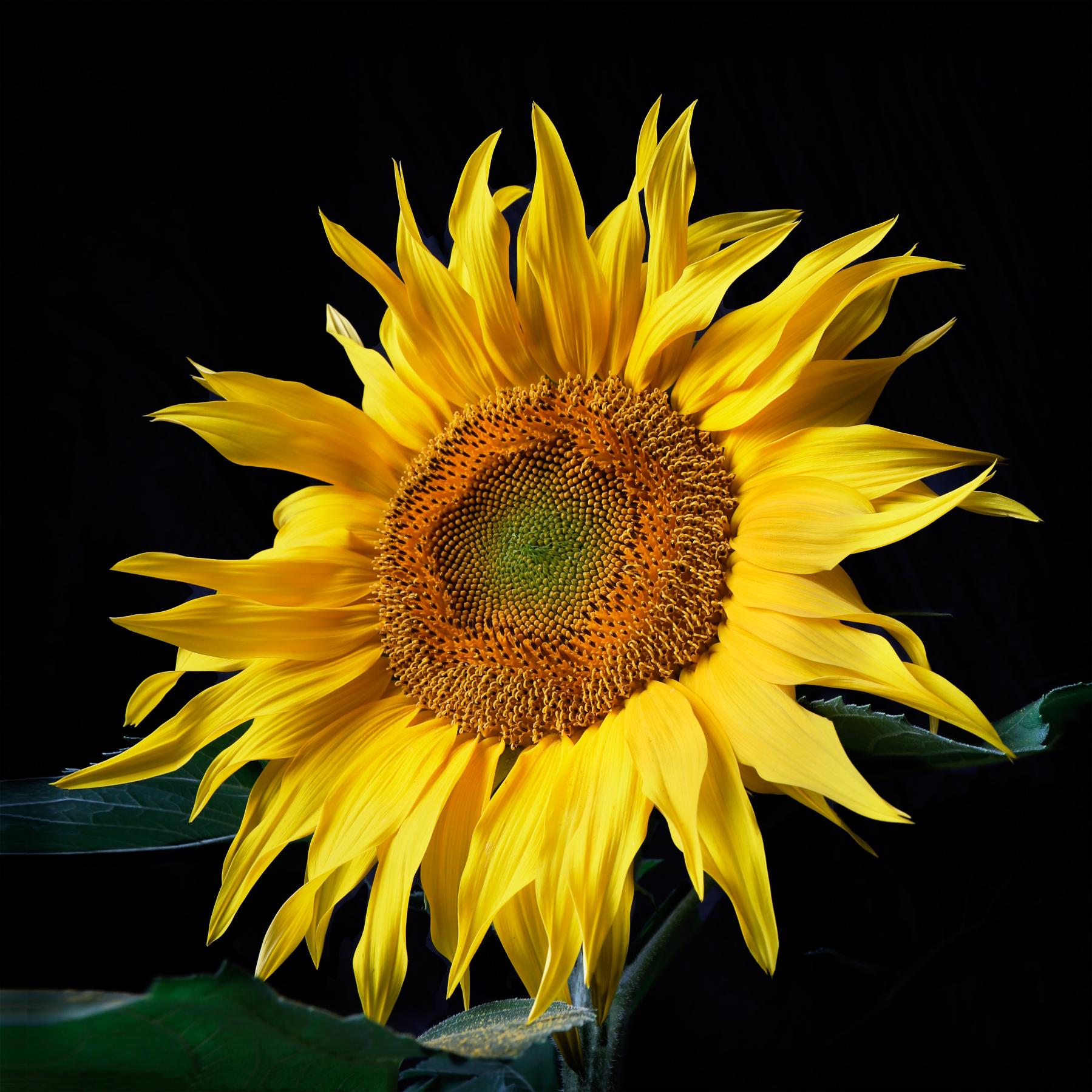 Image from FLOWERS ONE -   