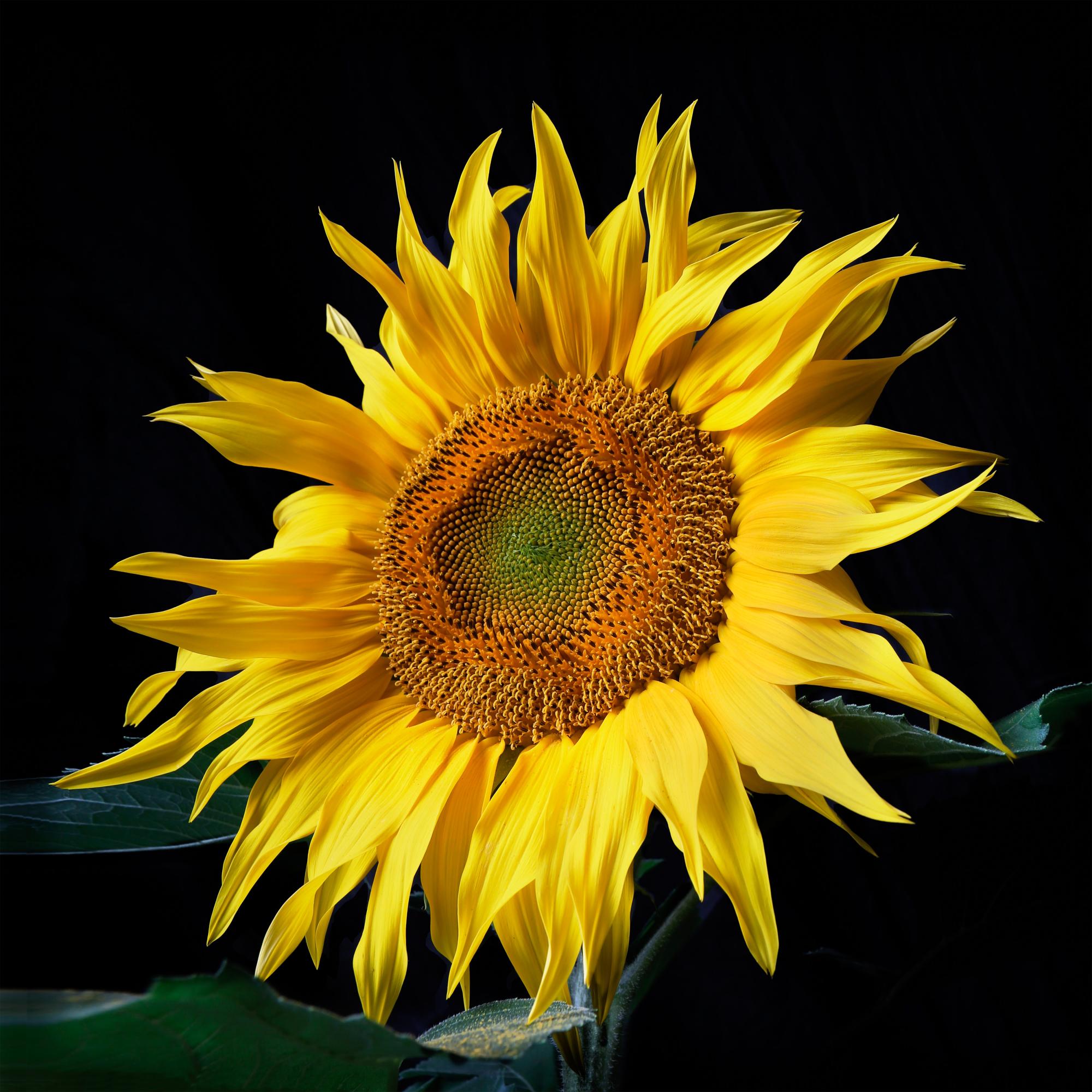 FLOWERS ONE