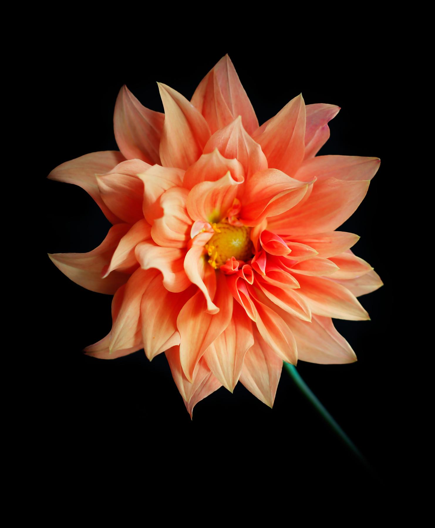 Image from FLOWERS TWO -   