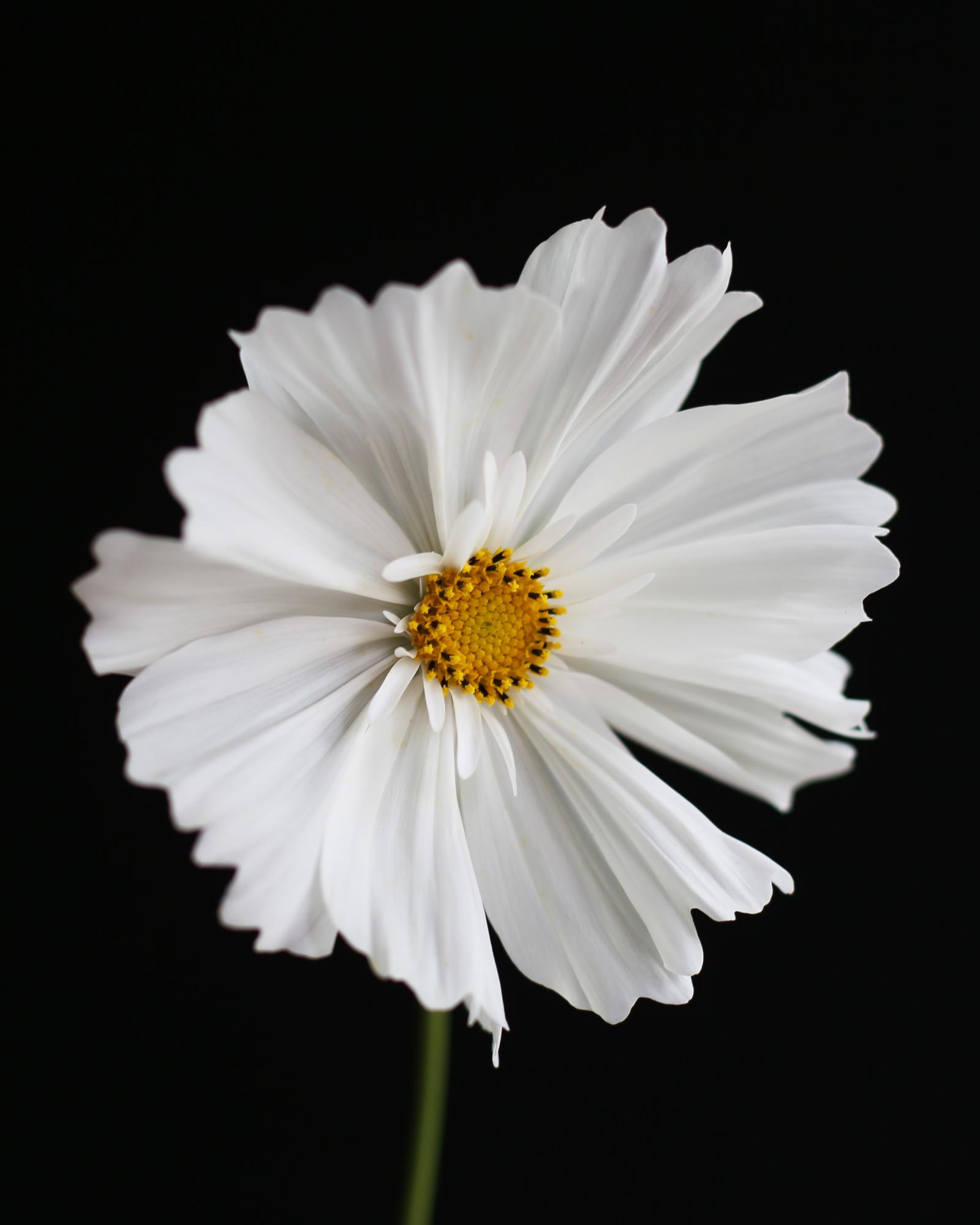 FLOWERS TWO