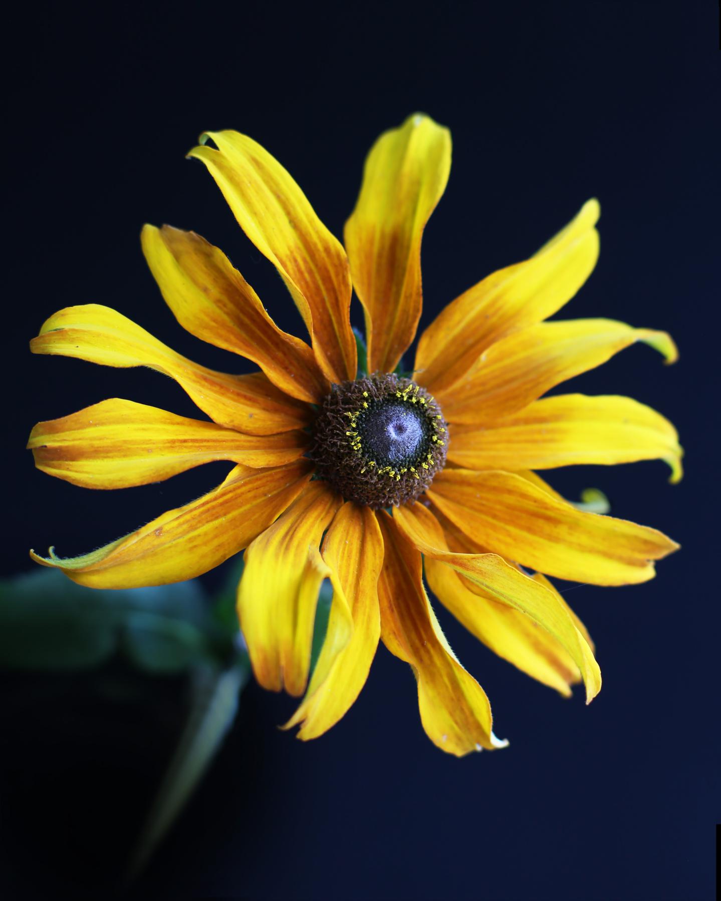 Image from FLOWERS TWO -   
