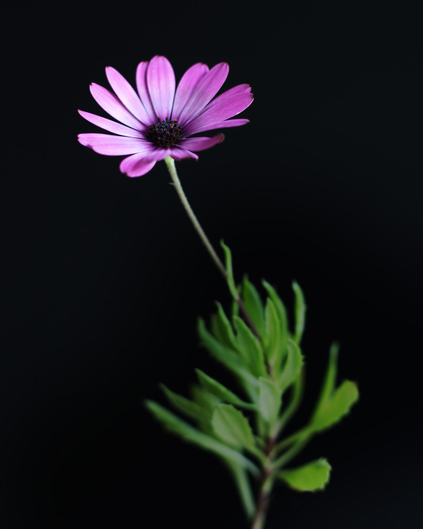 Image from FLOWERS TWO -   