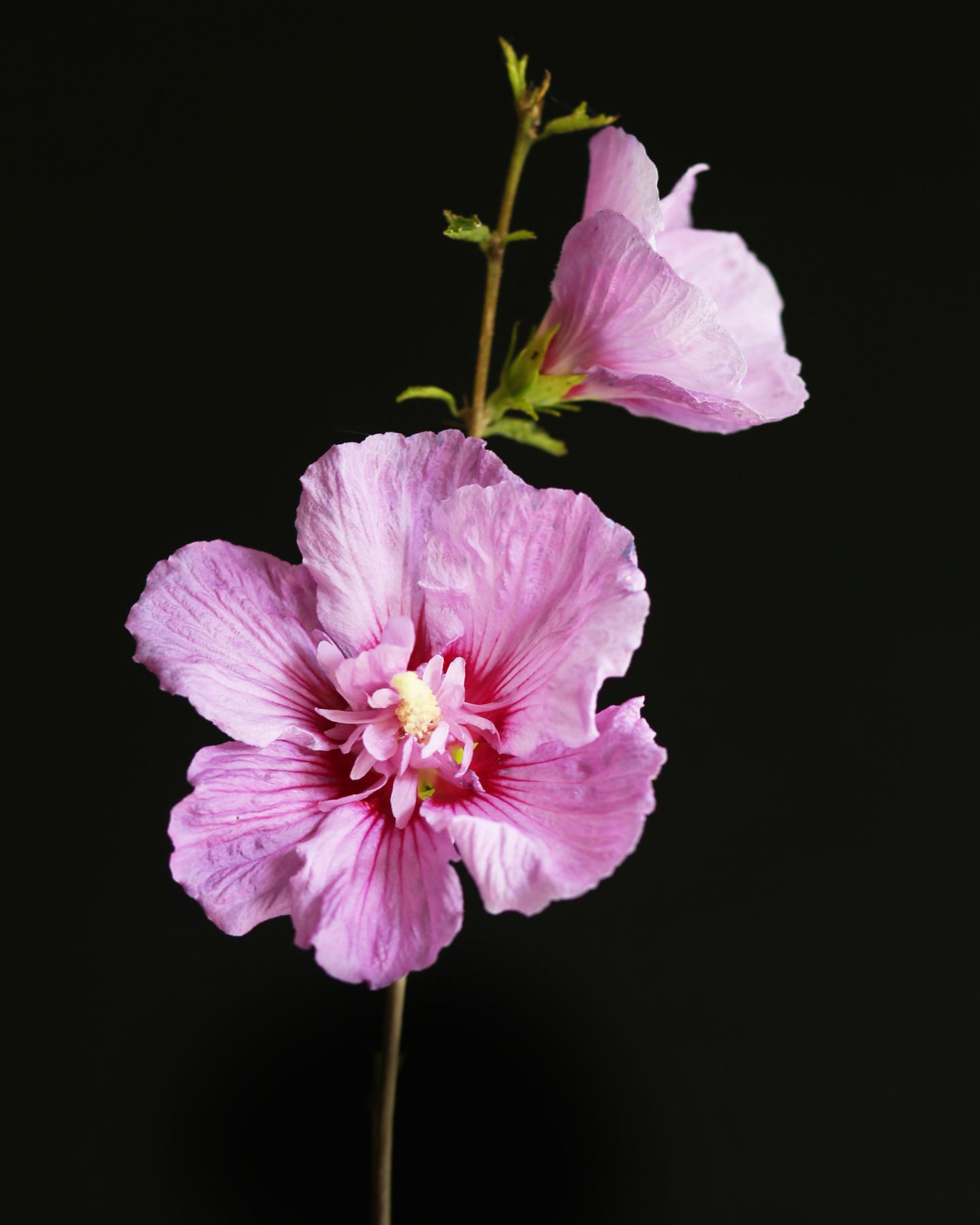 Image from FLOWERS TWO -   