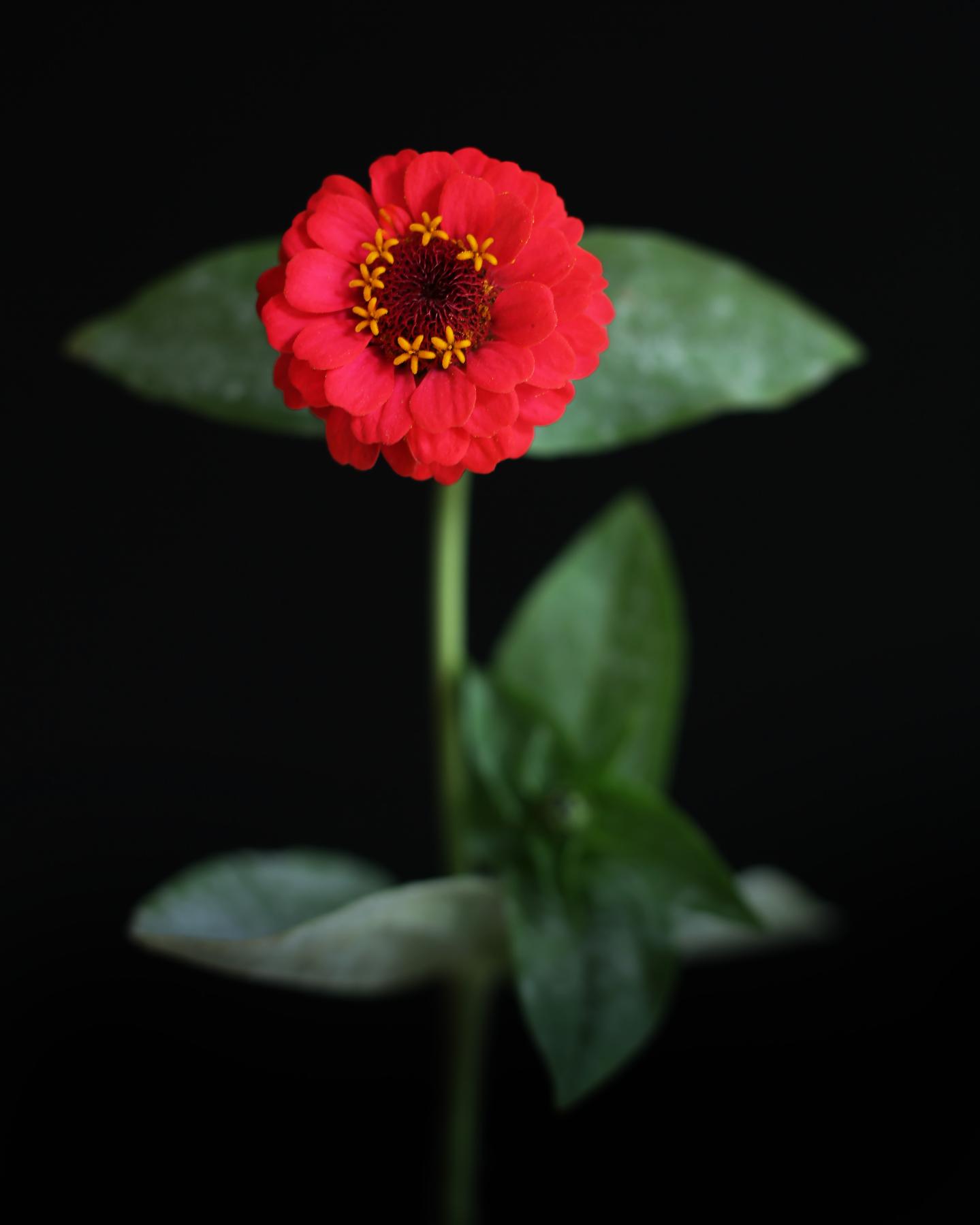 Image from FLOWERS TWO -   