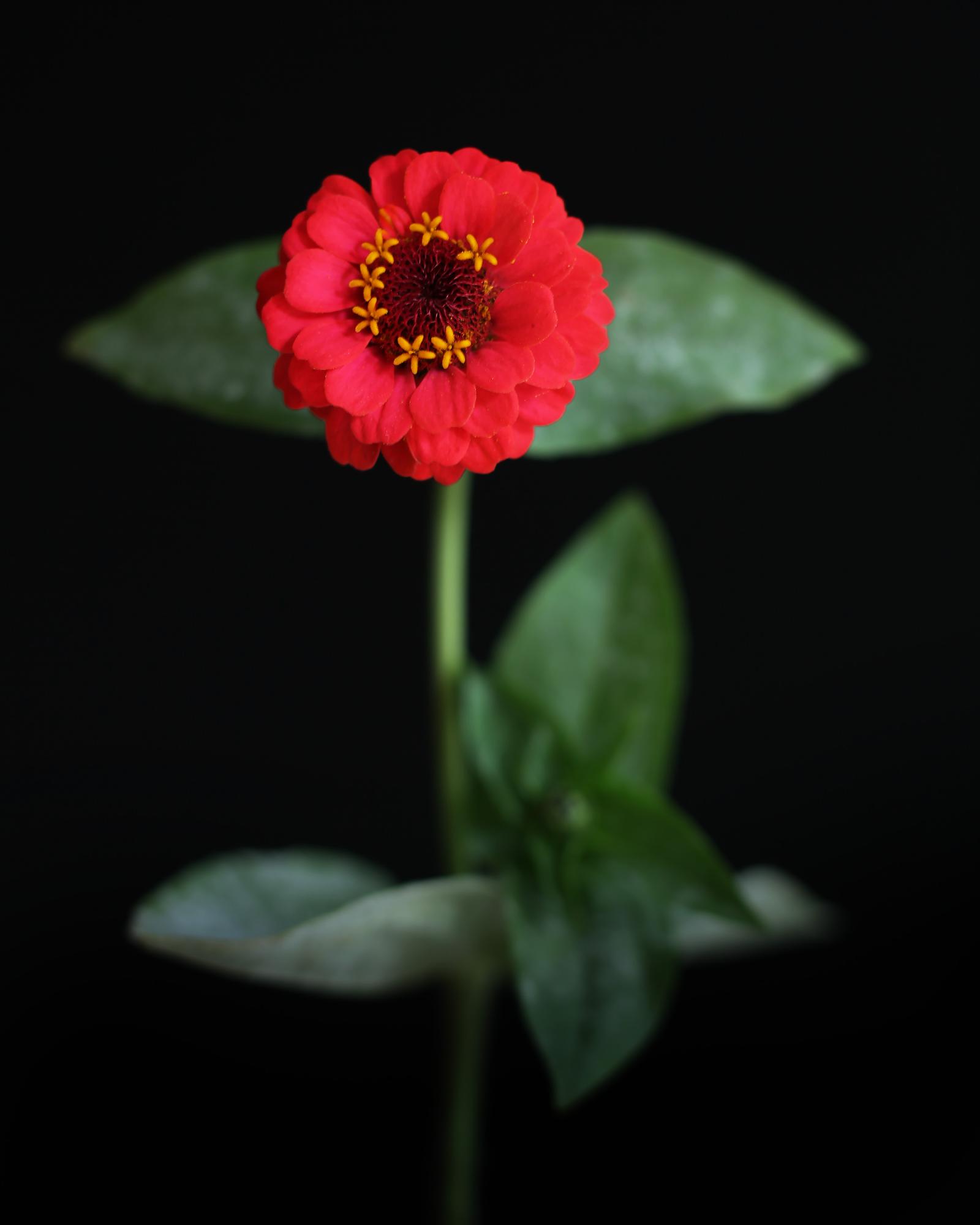 FLOWERS TWO