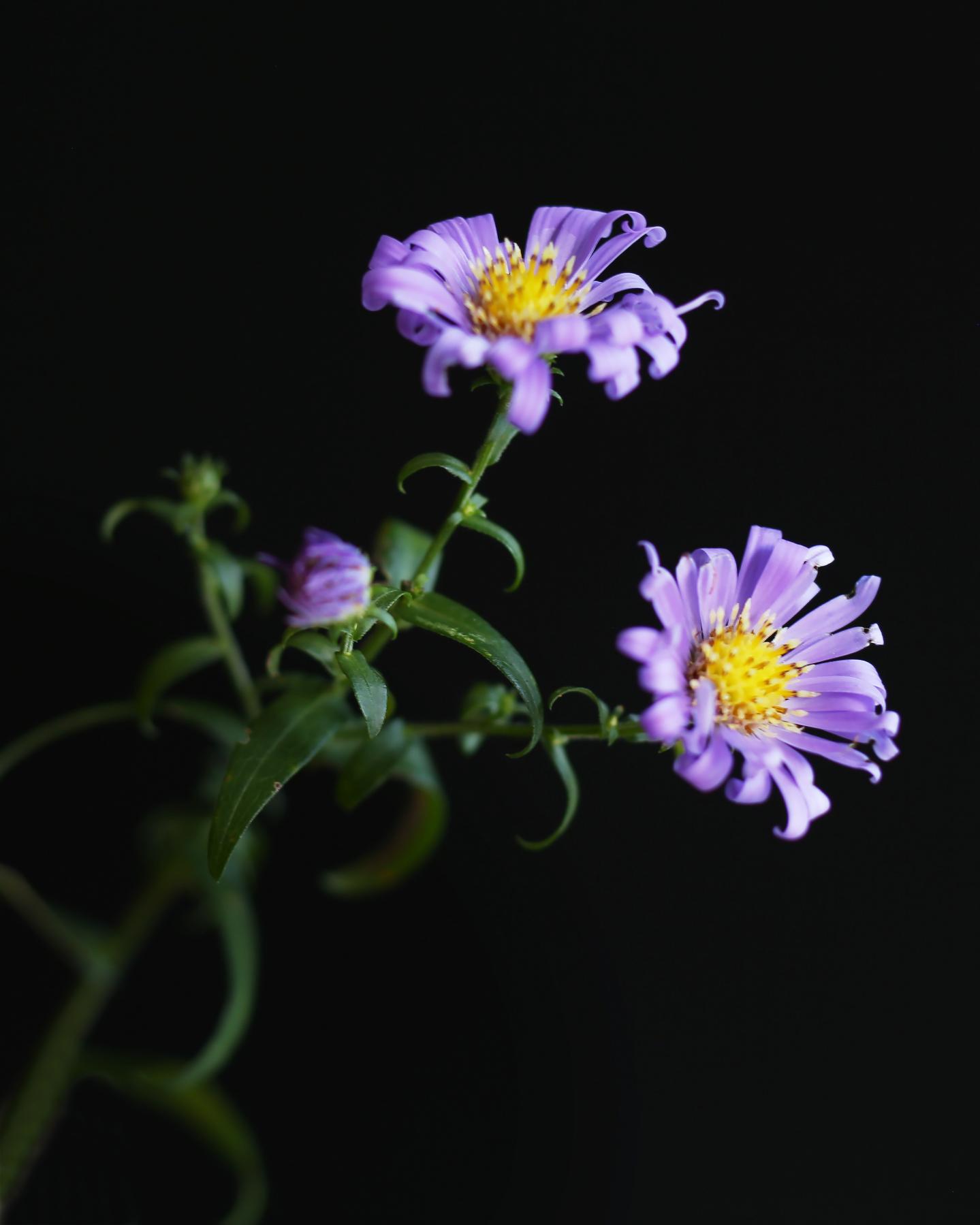Image from FLOWERS TWO -   