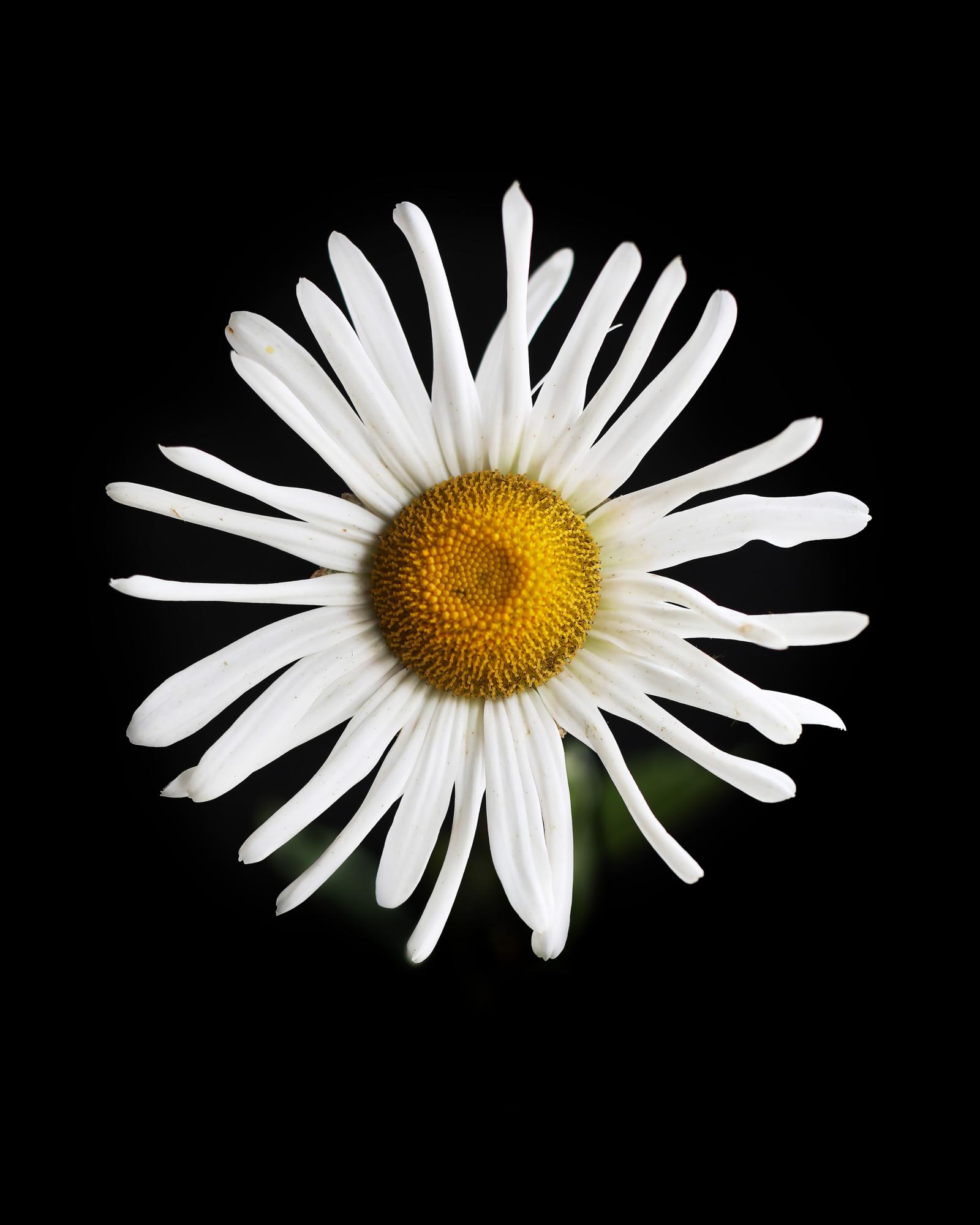 FLOWERS TWO