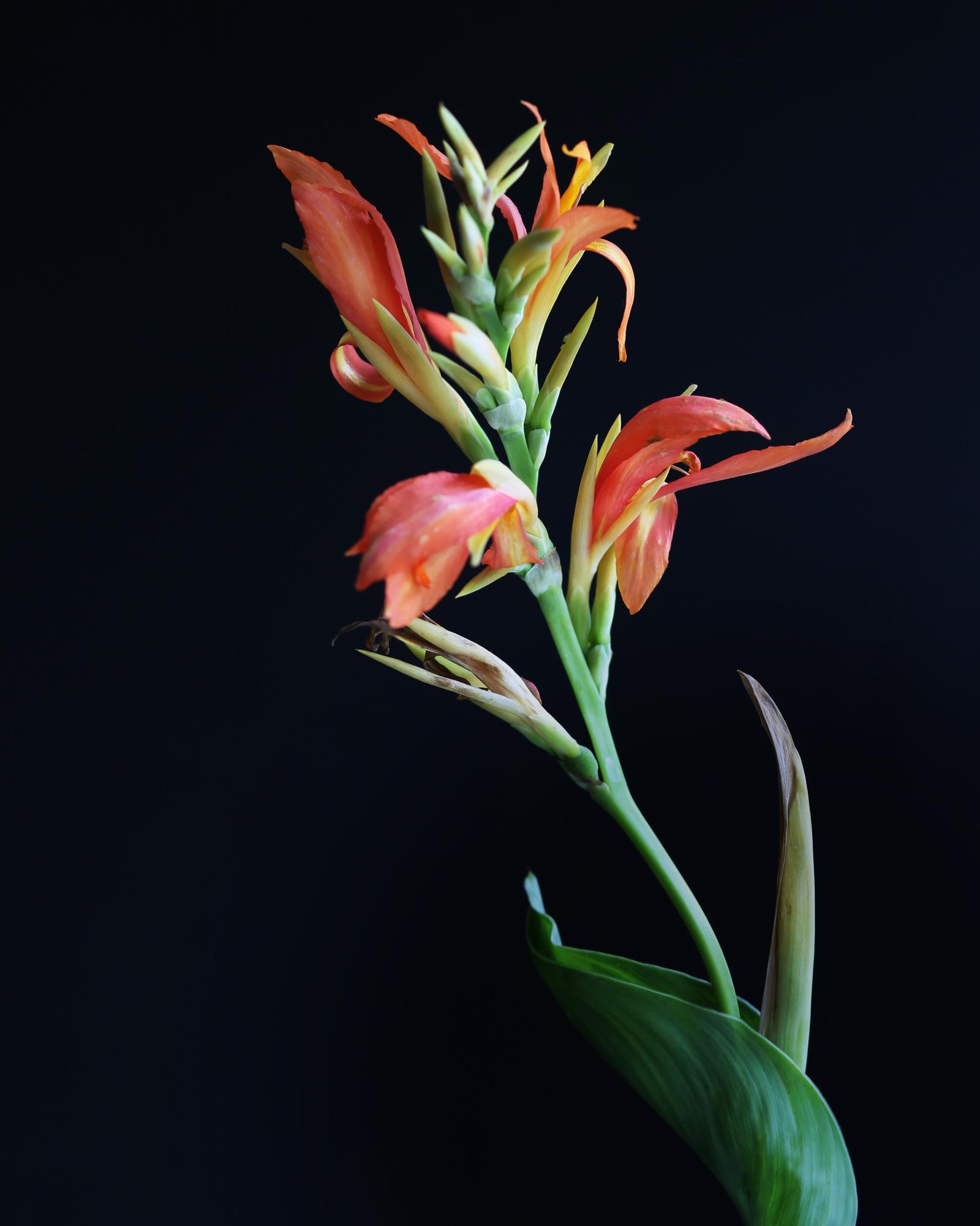 FLOWERS TWO