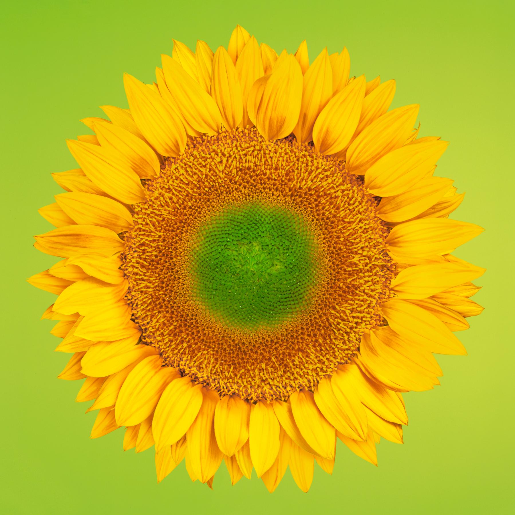 Image from FLOWERS THREE -   