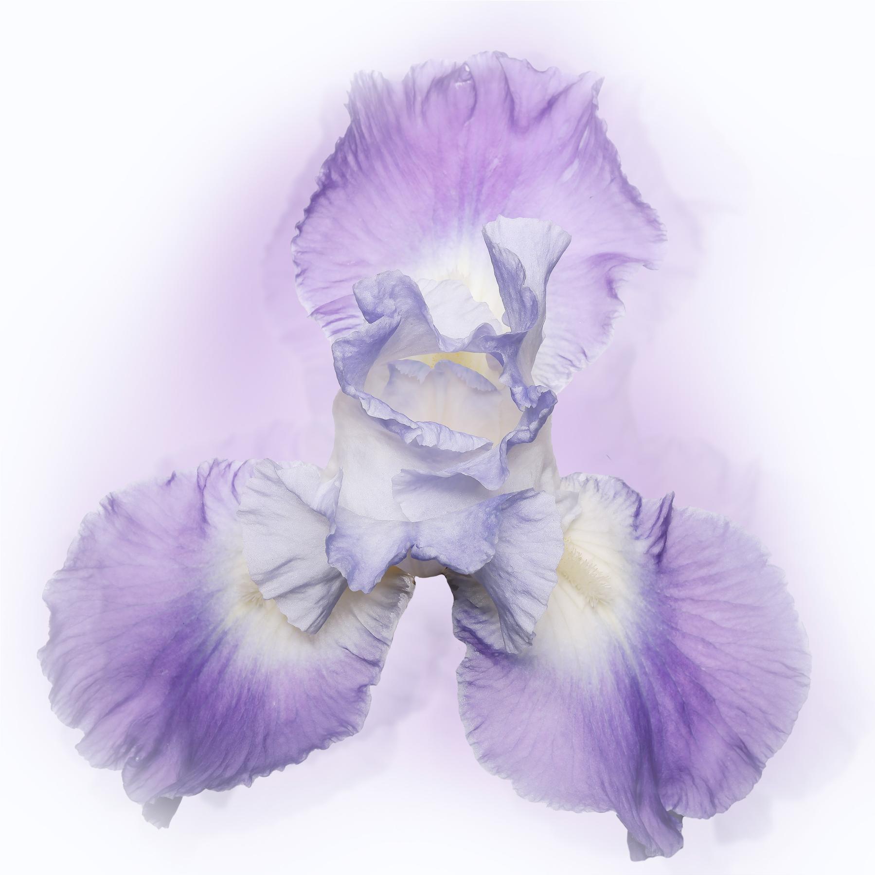Image from IRIS -   