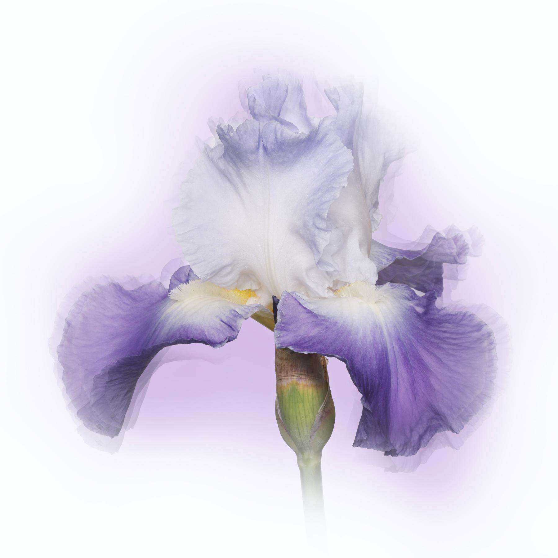 Image from IRIS -   