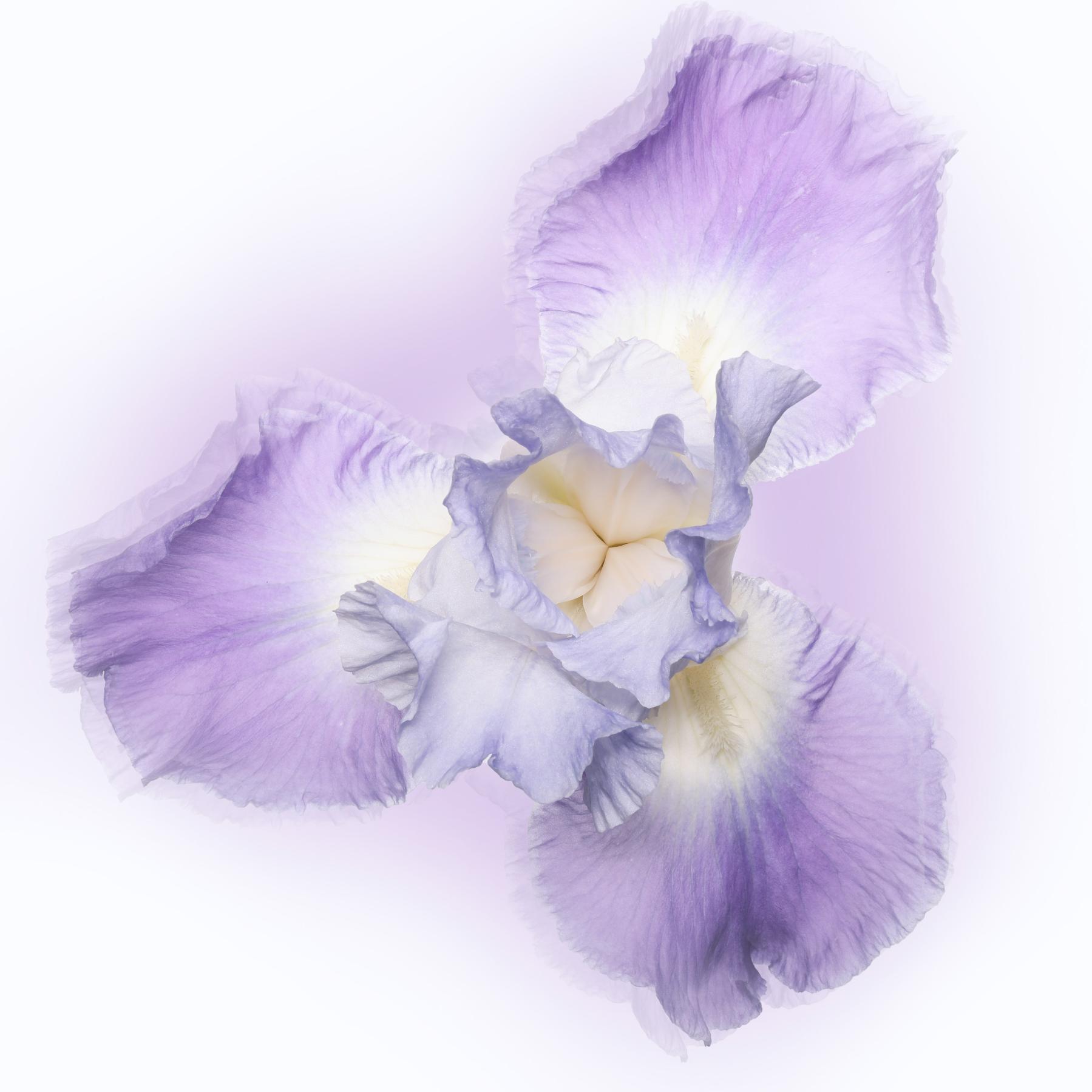 Image from IRIS -   