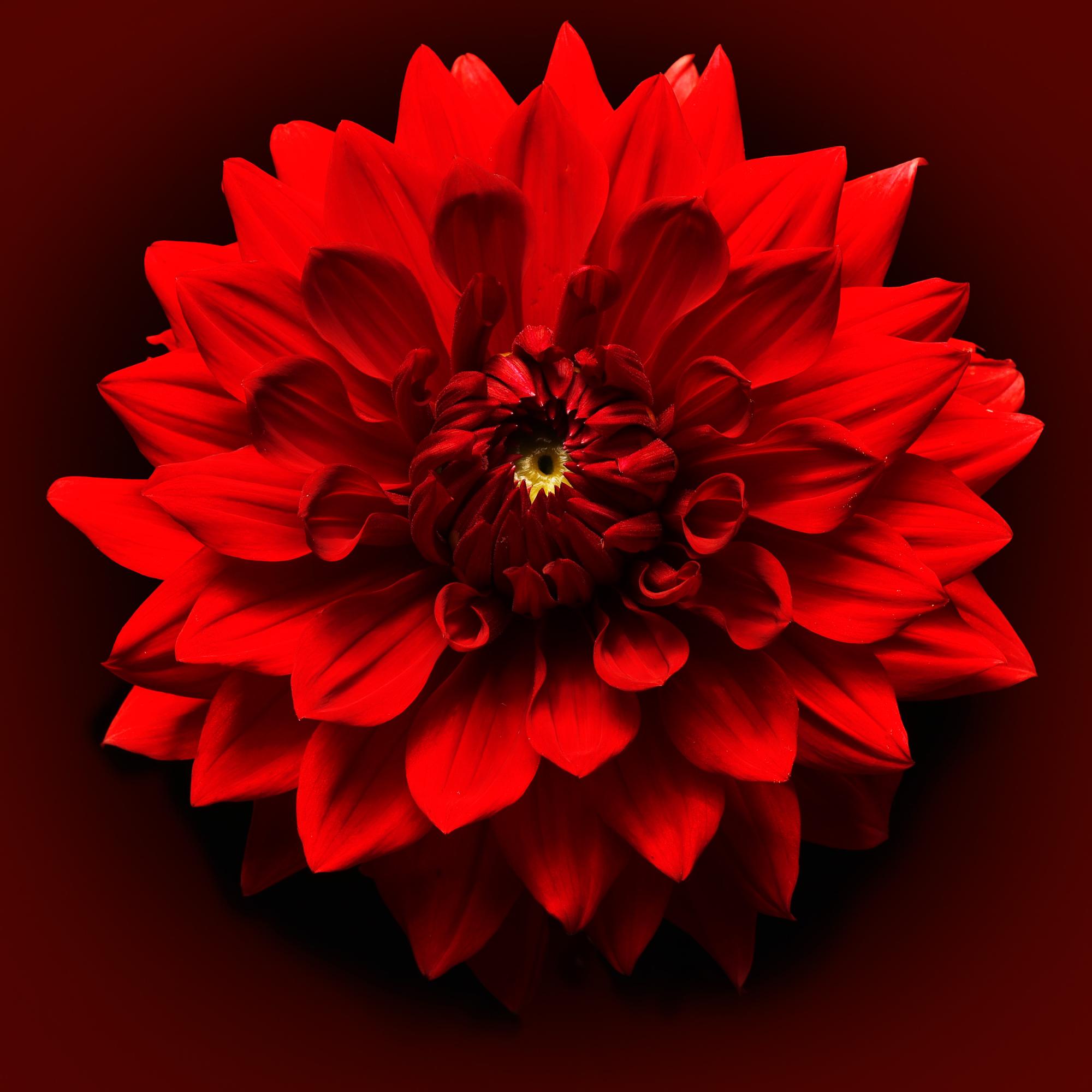 RED FLOWER