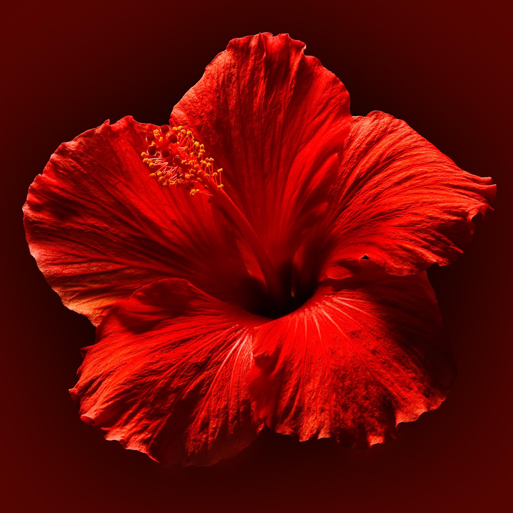 Image from RED FLOWER -   