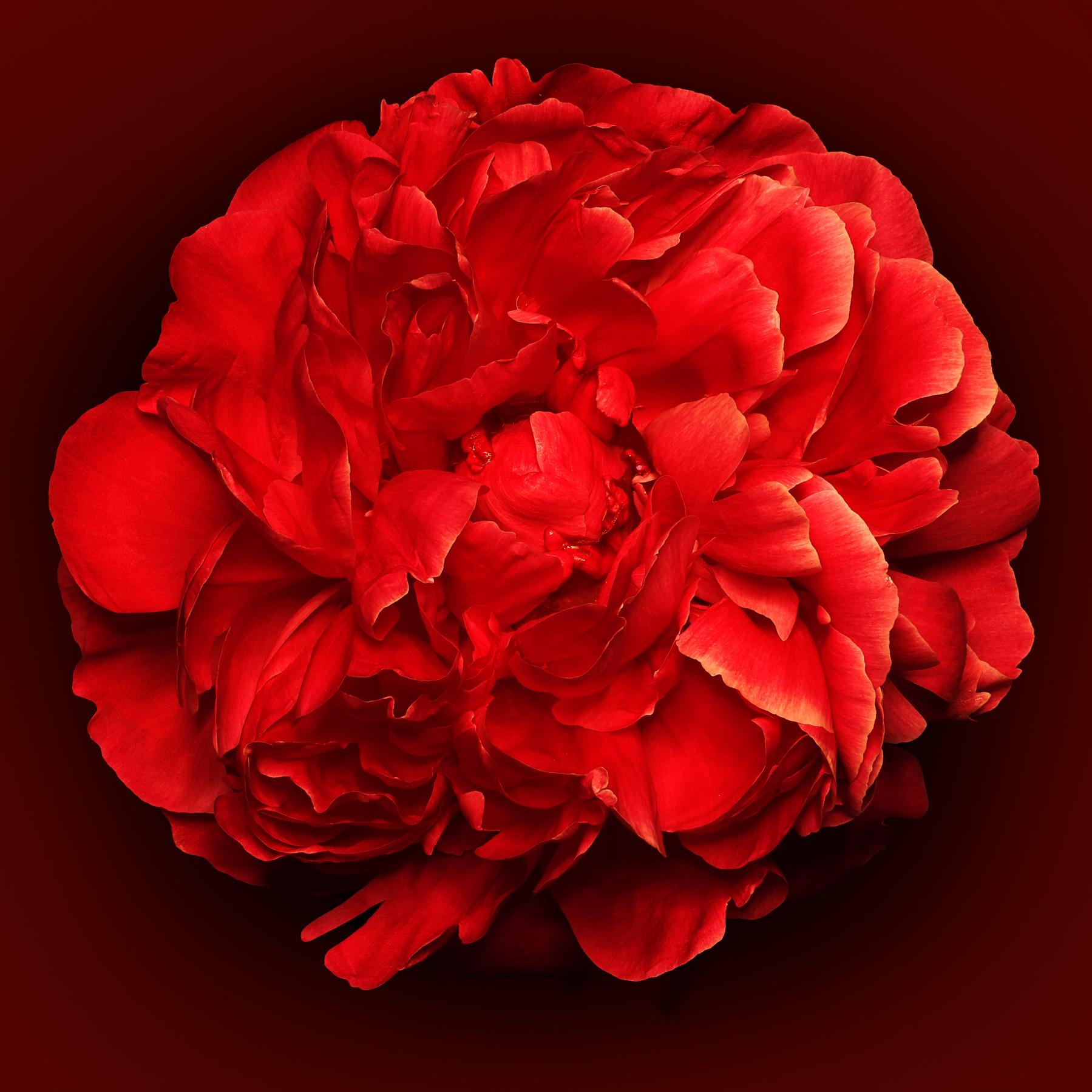 Image from RED FLOWER -   