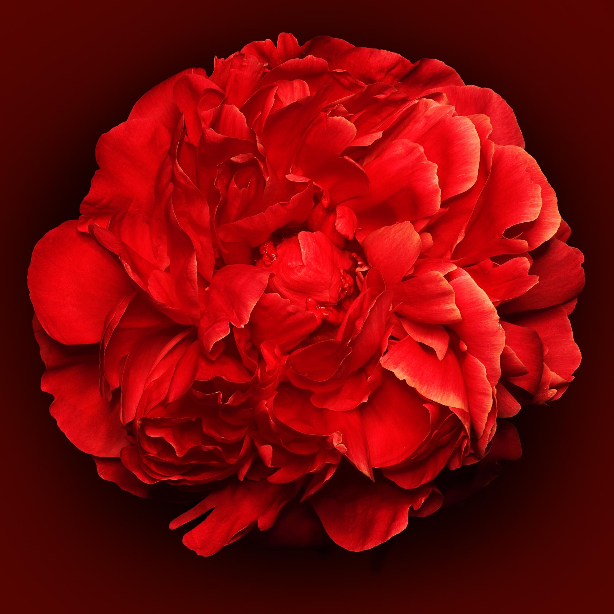 RED FLOWER