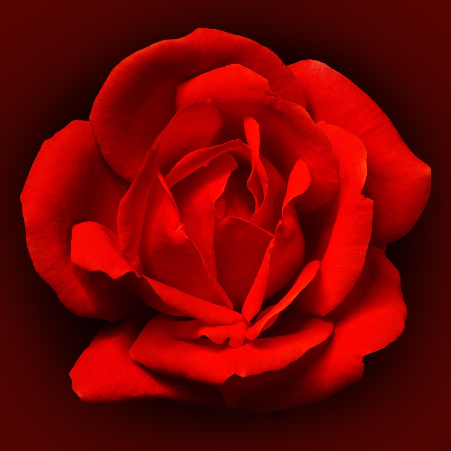 Image from RED FLOWER -   